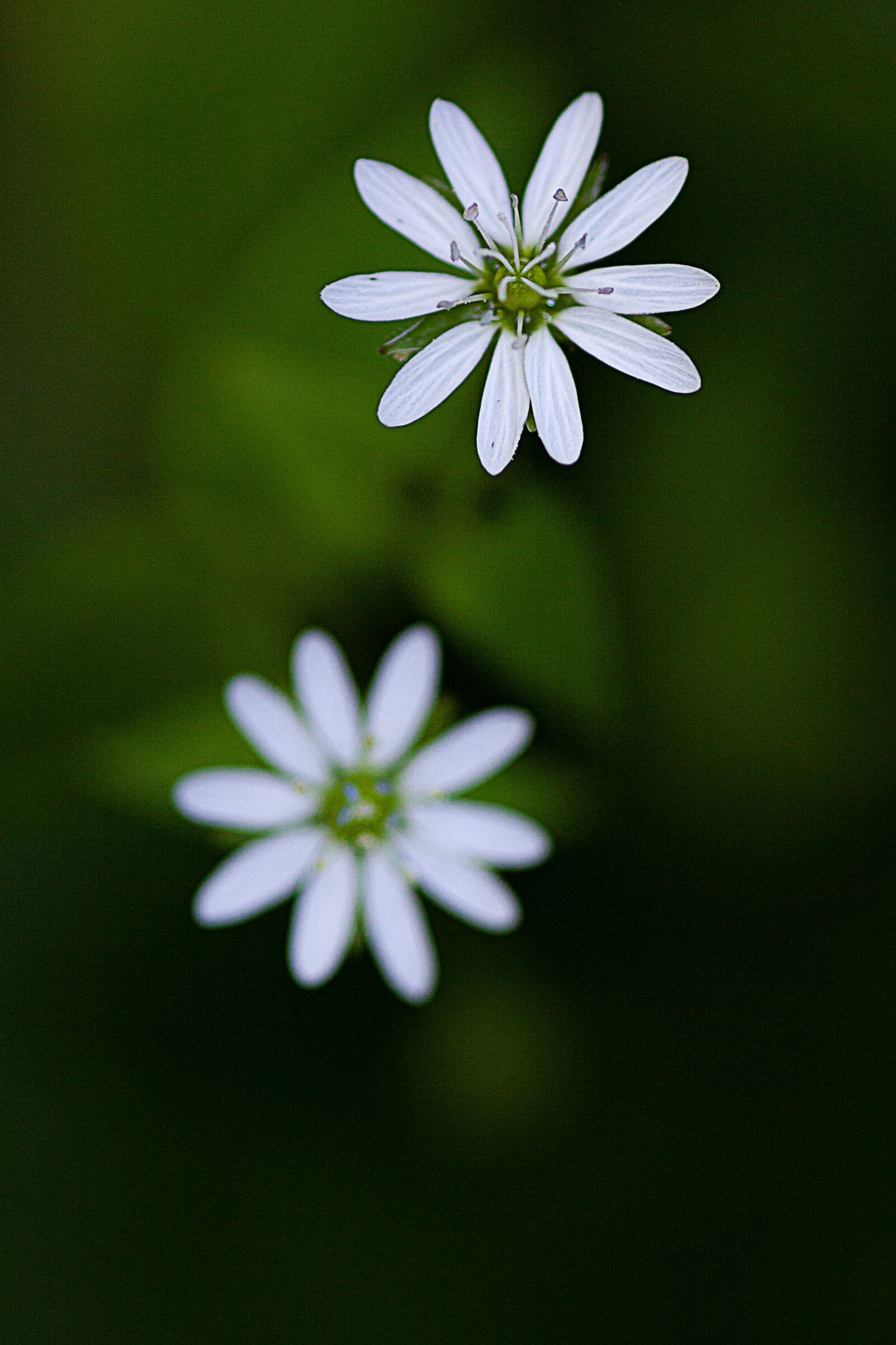 Canon EOS 5D Mark II sample photo. Flower, blossom, bloom photography