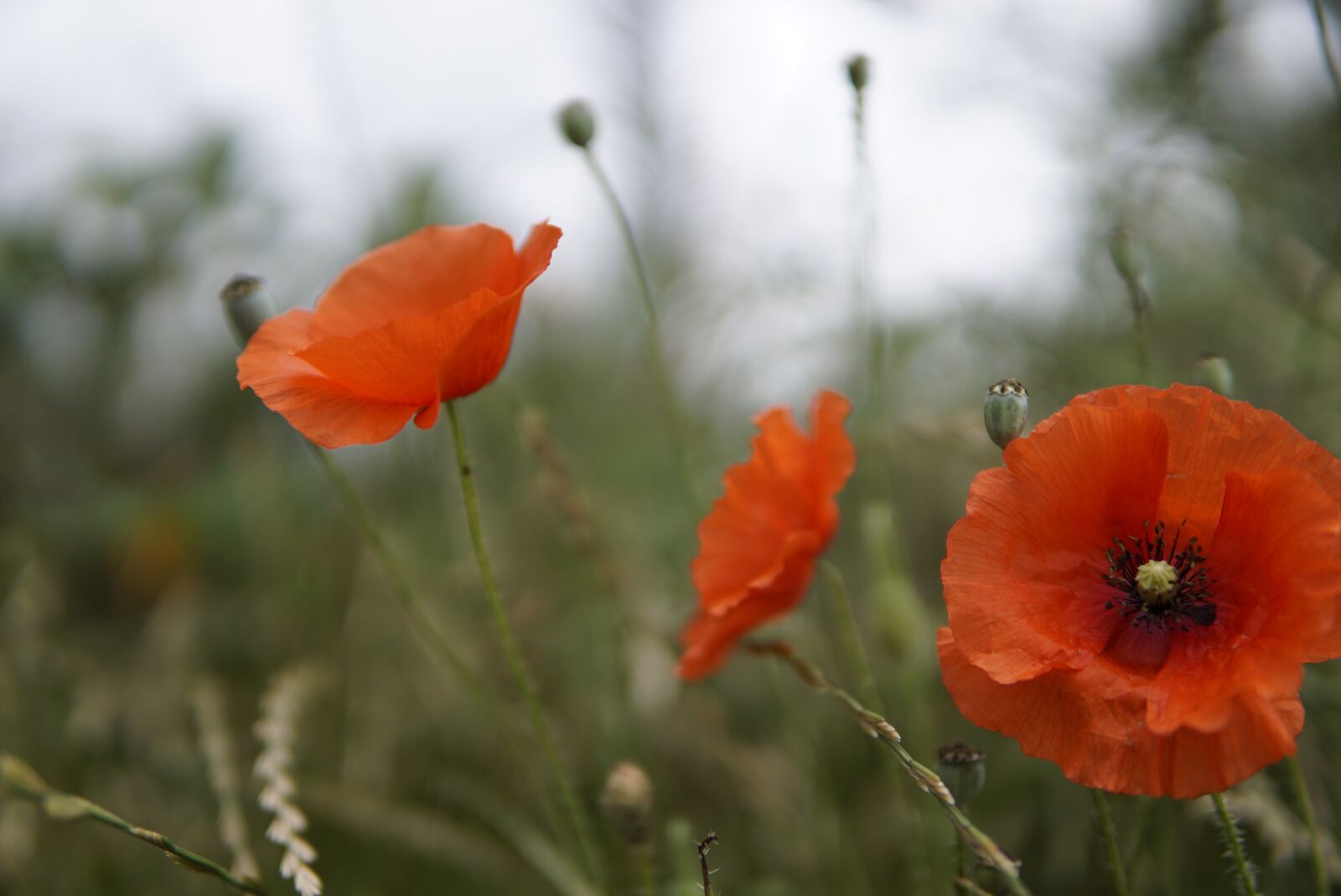 30mm F1.4 DC DN | Contemporary 016 sample photo. Poppies, poppy, klatschmohn photography