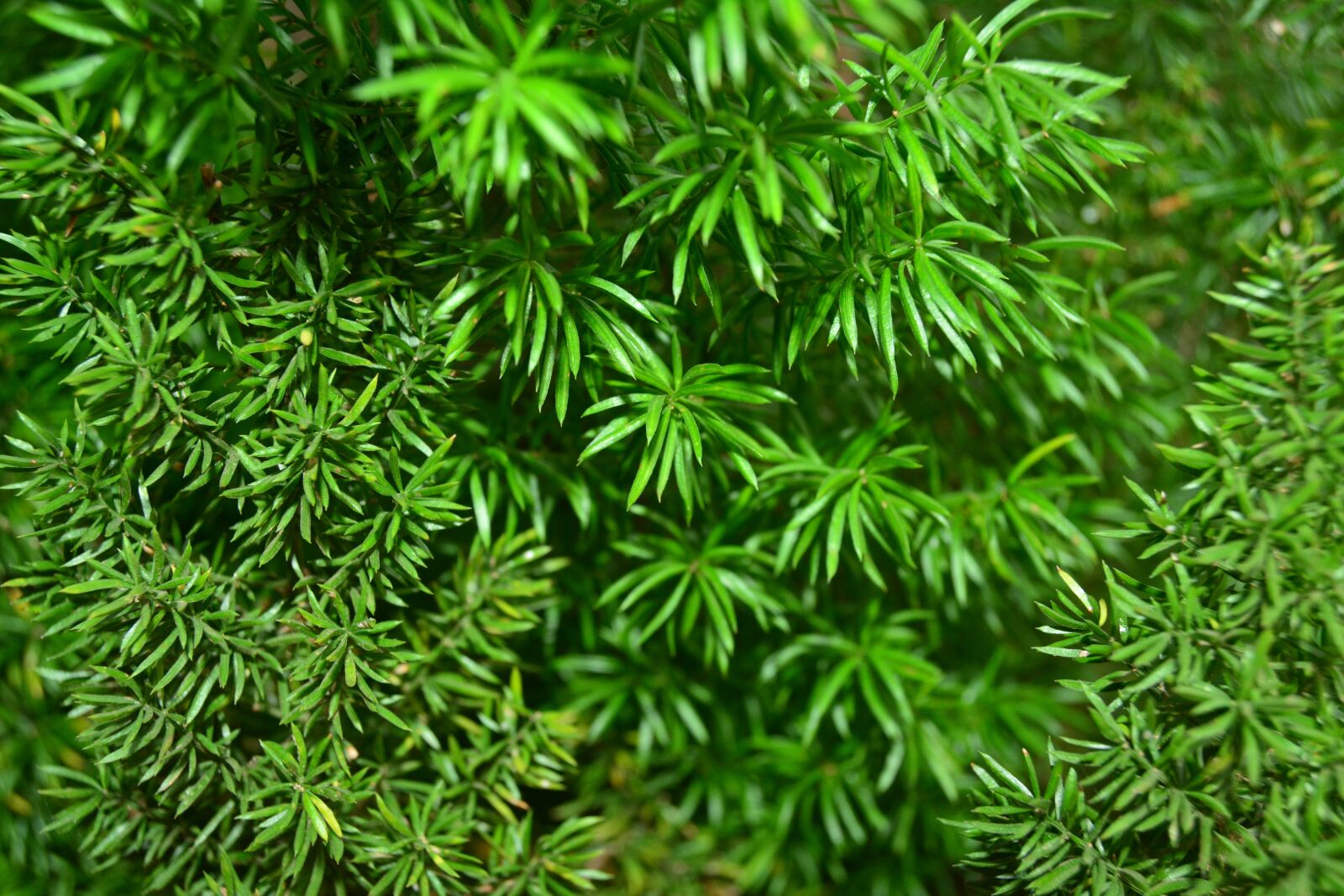 Nikon D5200 sample photo. Fern, leaves, asparagus photography