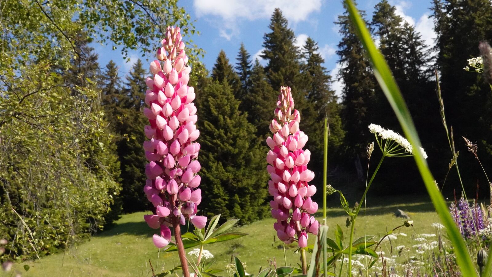 Sony DSC-RX100M7 sample photo. Flowers, nature, mountain landscape photography