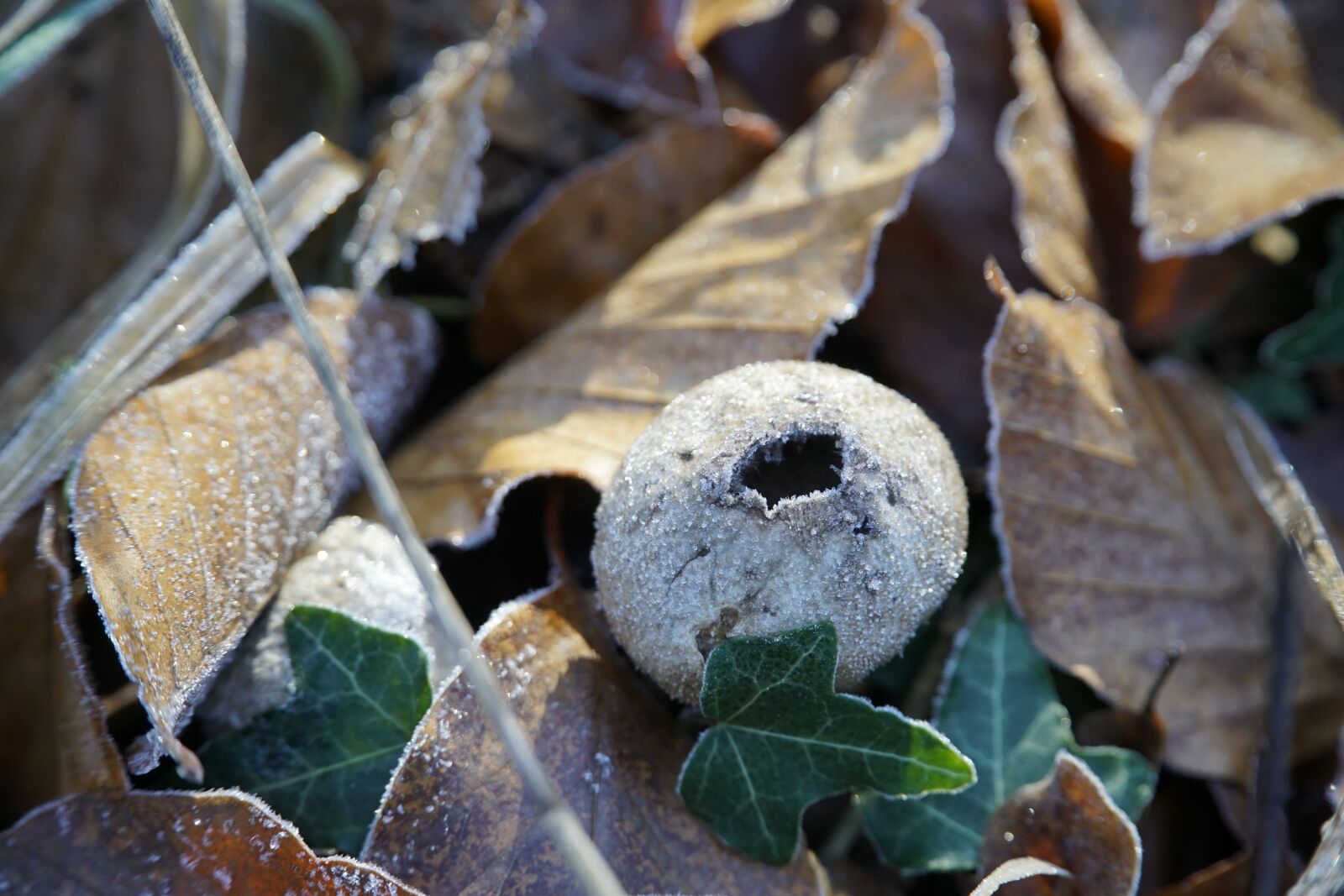 Sony a7R II + Sony E PZ 18-105mm F4 G OSS sample photo. Frozen, mushroom, winter photography