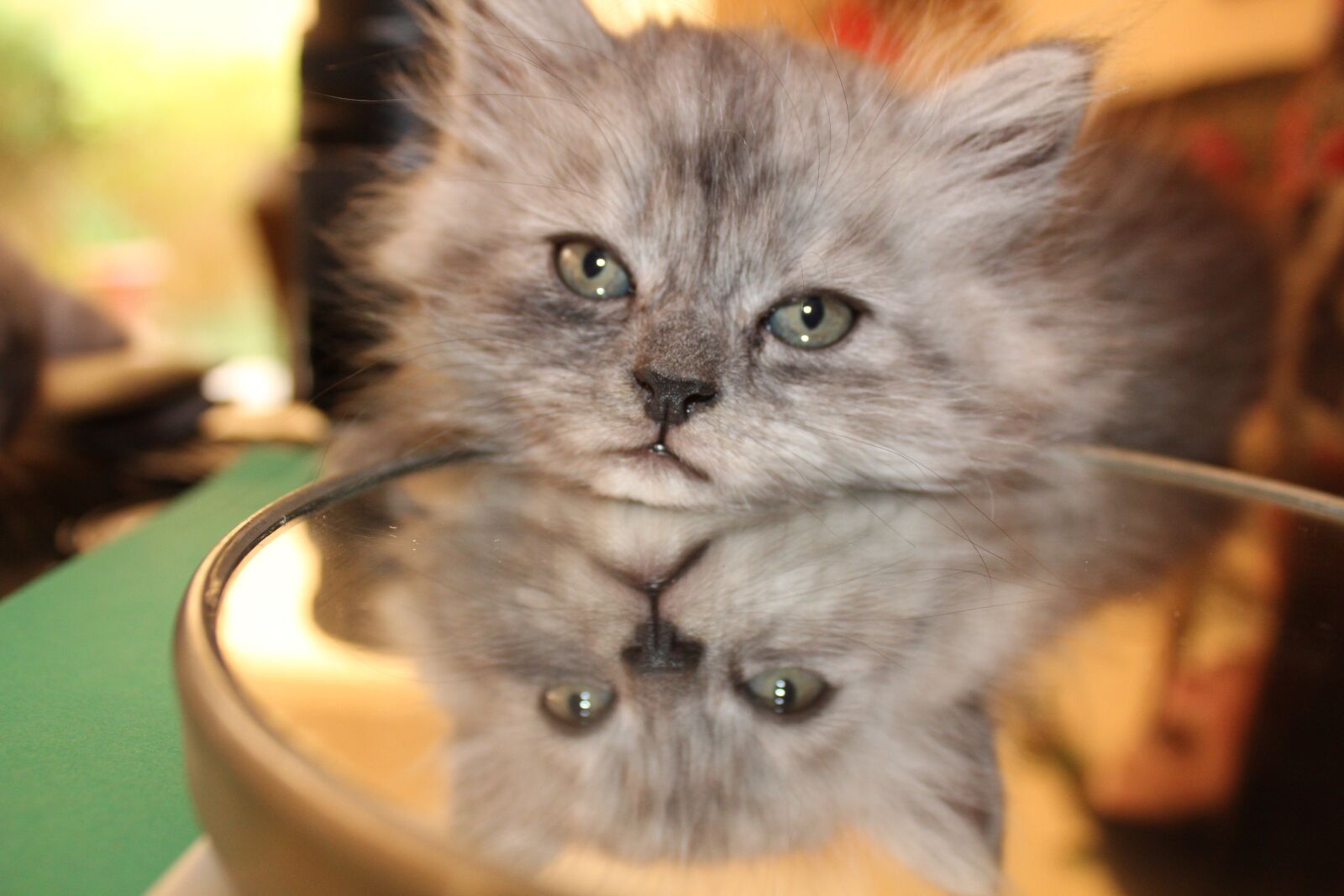 Canon EOS 1300D (EOS Rebel T6 / EOS Kiss X80) sample photo. Cat, persian, pets photography