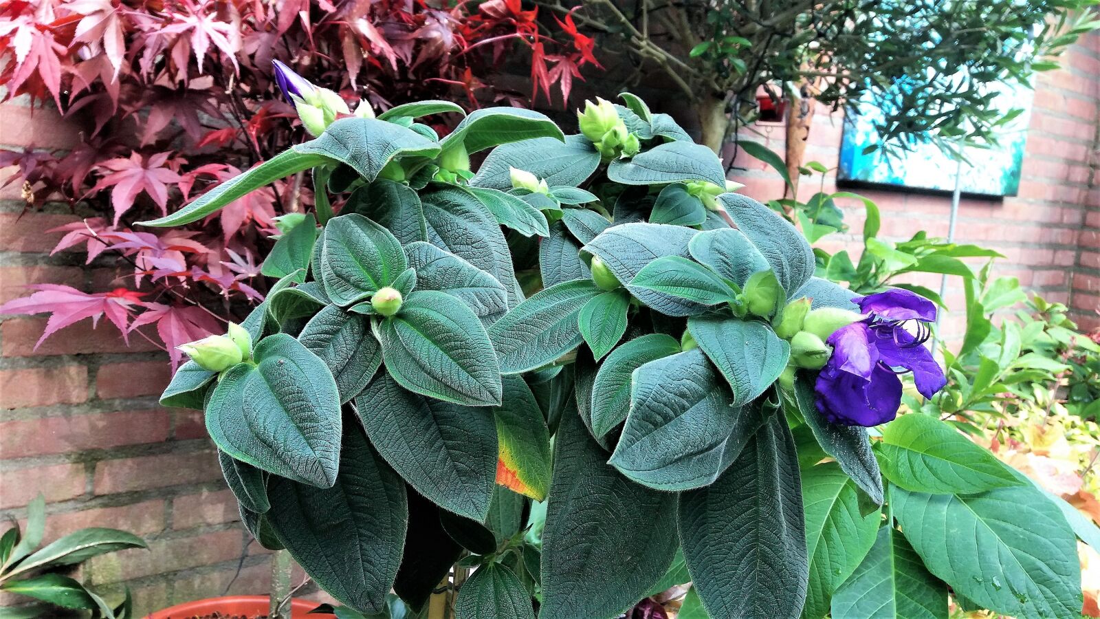 Samsung Galaxy J5 sample photo. Garden, sheet, plant photography