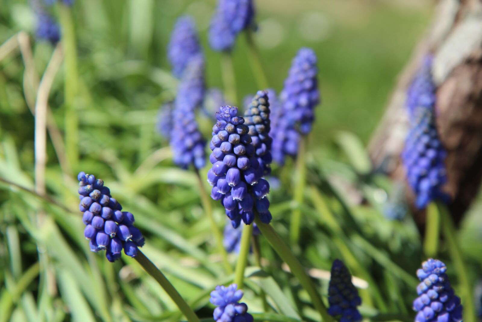 Canon EOS 600D (Rebel EOS T3i / EOS Kiss X5) sample photo. Muscari, flowers, flowering photography