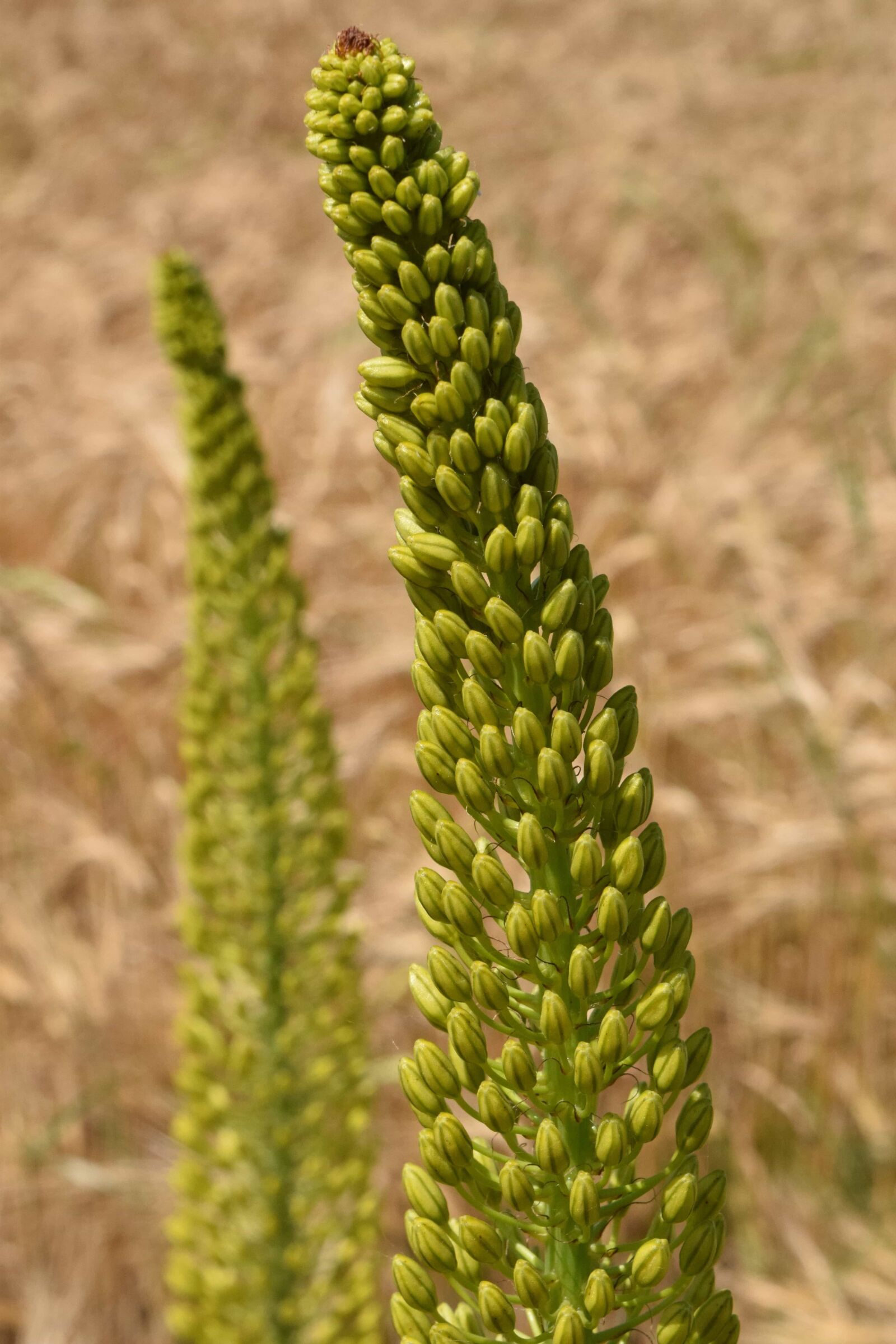Nikon D3300 sample photo. Nature, plant, green, outdoor photography