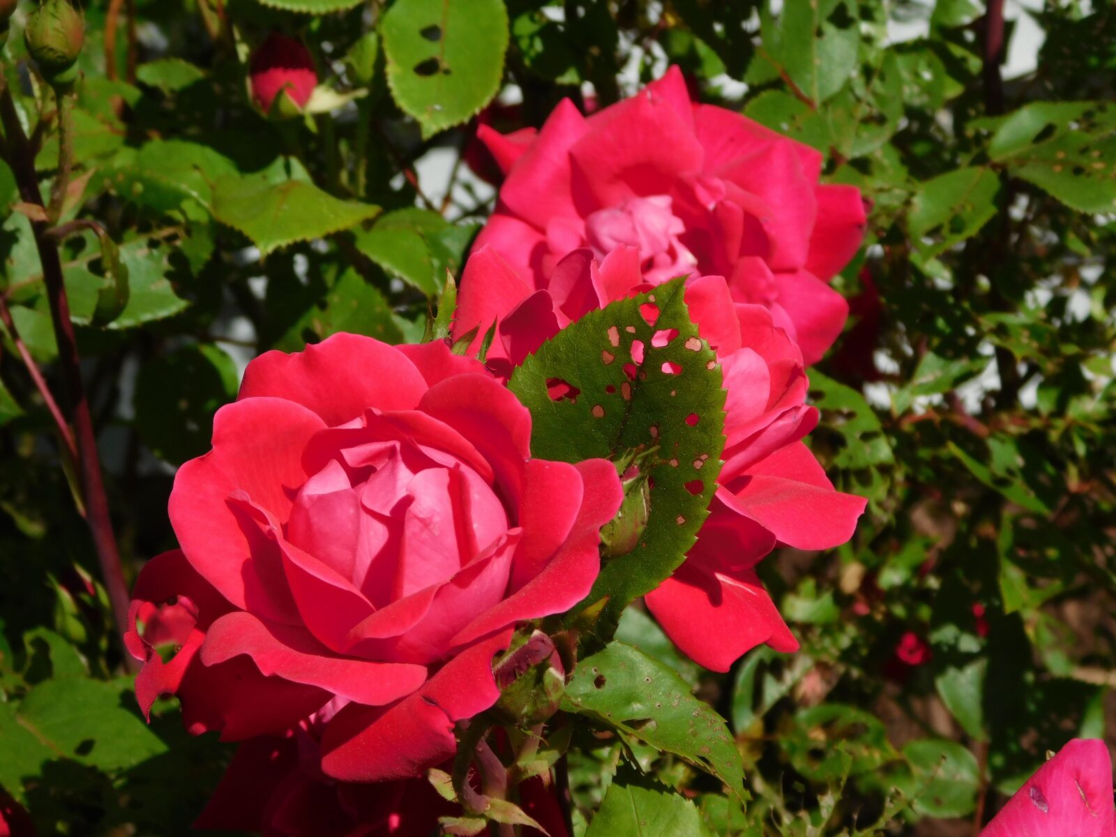 Nikon Coolpix L840 sample photo. Rose, pink, love photography
