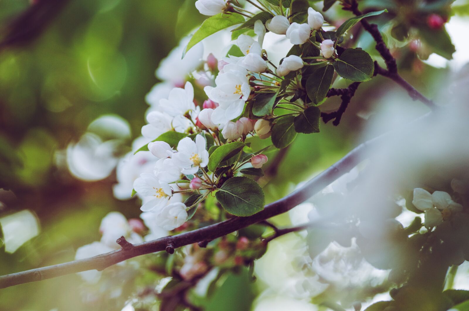 Pentax K-30 sample photo. Apple blossom, tree, spring photography