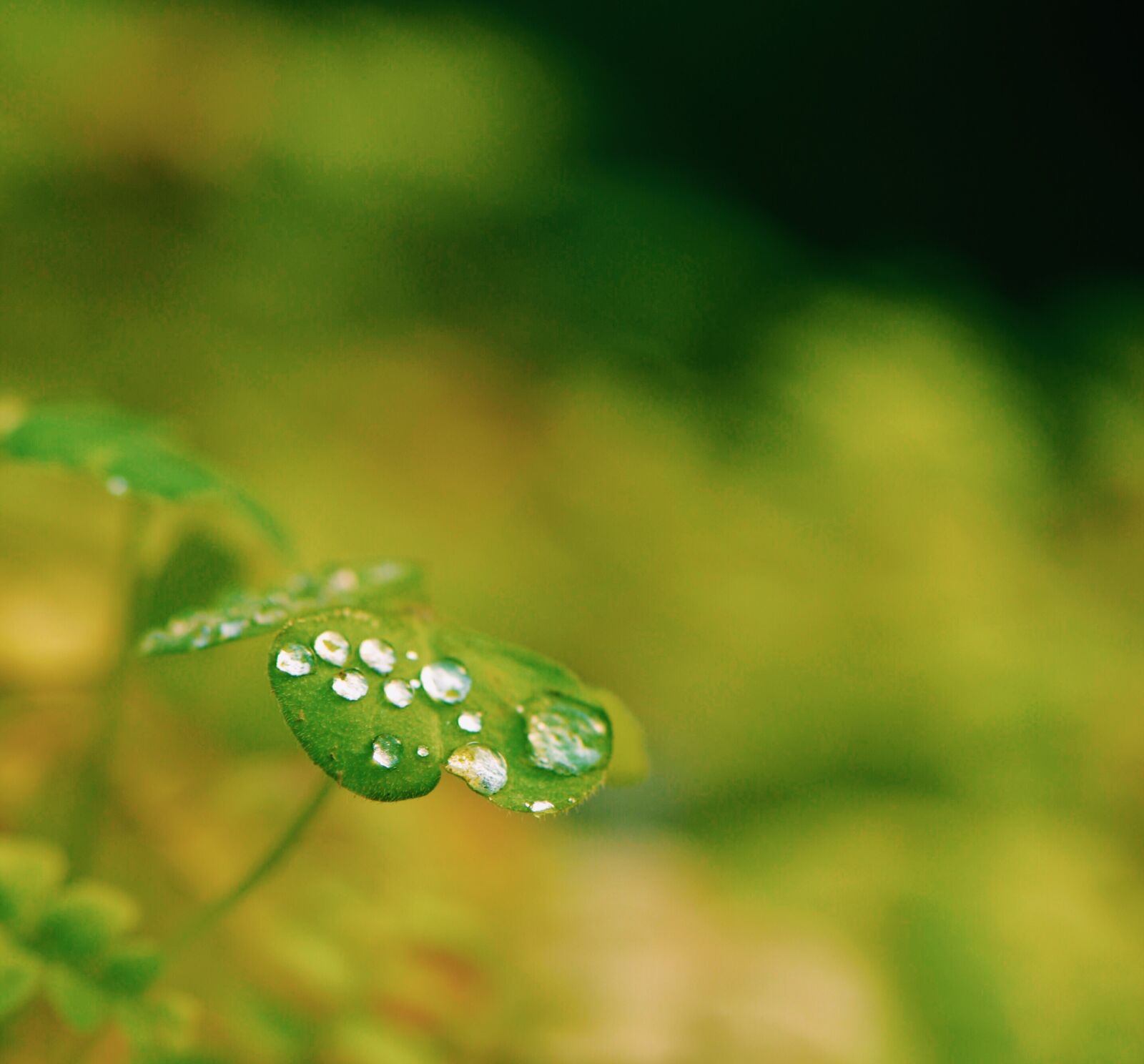 Nikon D610 sample photo. Water drops, close-up, leaf photography
