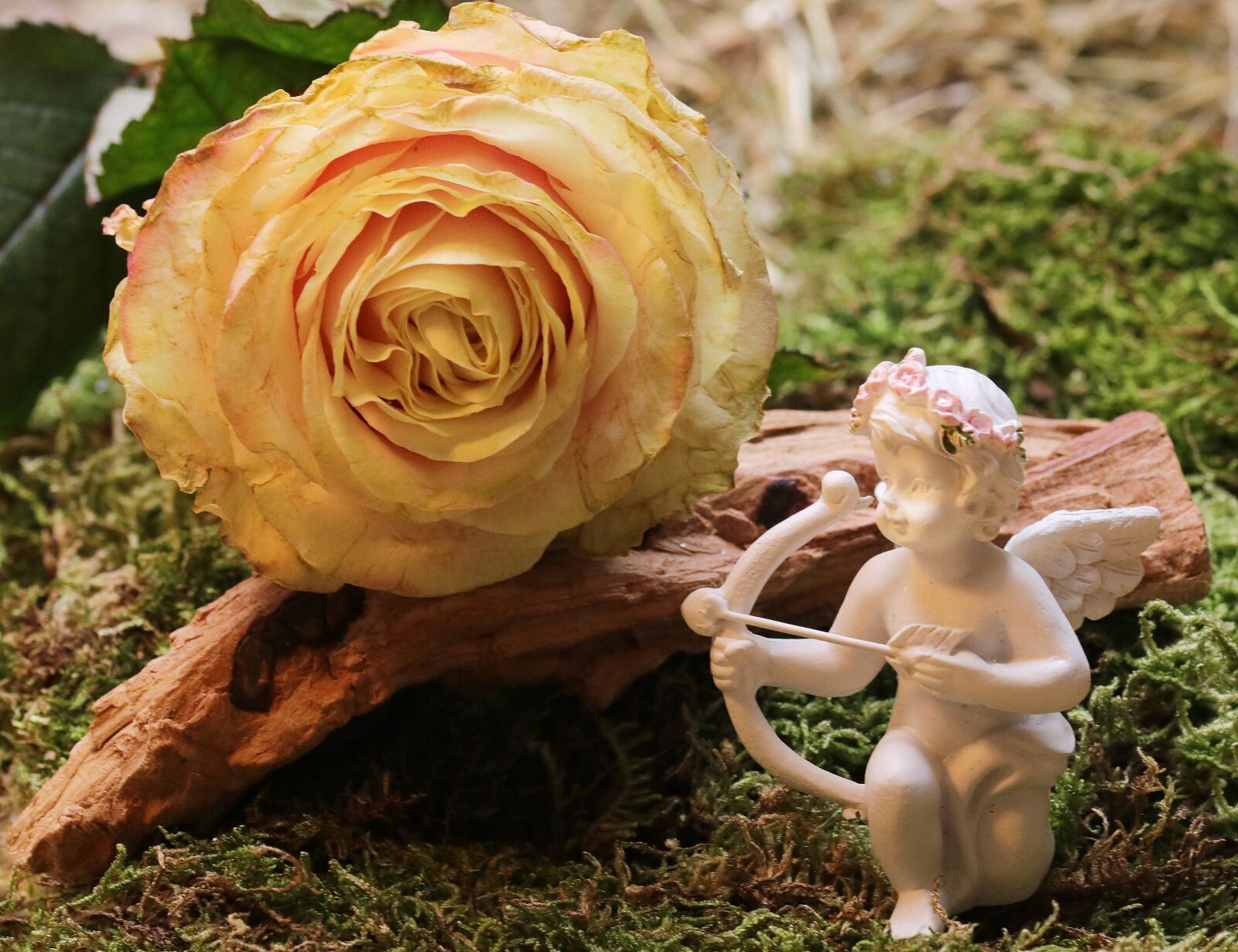 Canon EOS 80D sample photo. Rose, floribunda, blossom photography