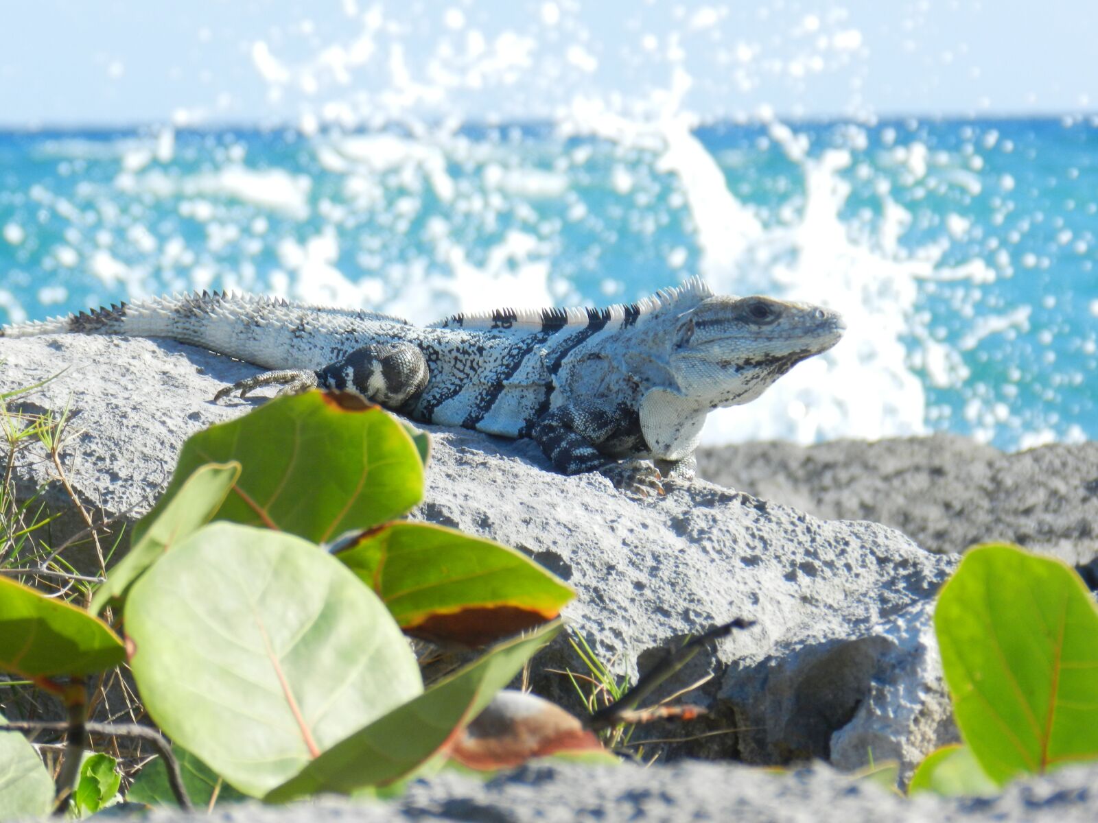 Nikon Coolpix P500 sample photo. Reptile, igouane, wave photography