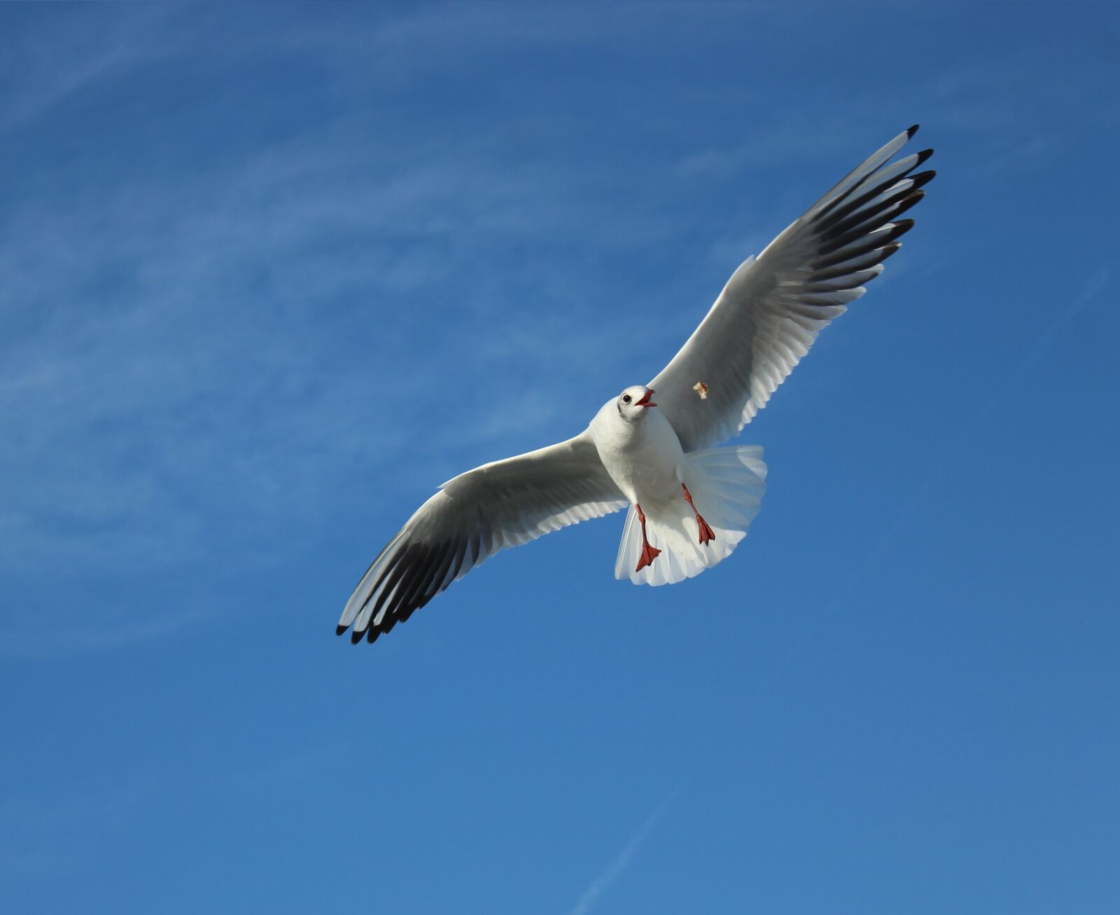 Canon EOS 1300D (EOS Rebel T6 / EOS Kiss X80) sample photo. Seagull, gulls, marine photography