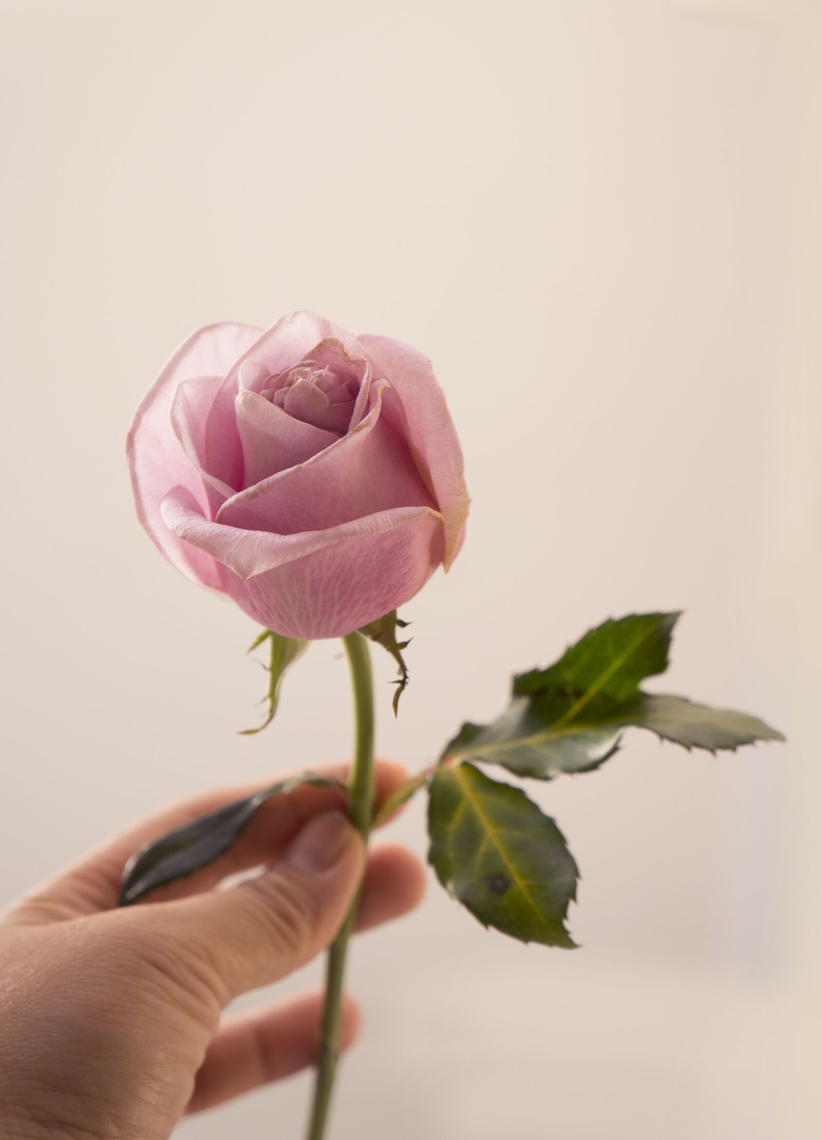 Sony Alpha NEX-F3 + Sony E 18-55mm F3.5-5.6 OSS sample photo. Roses, emotion, love photography