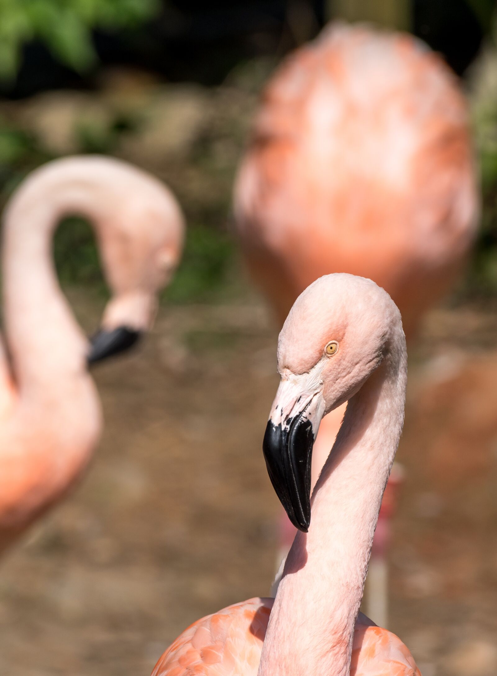 Nikon D5500 sample photo. Flamingo, bird, nature photography