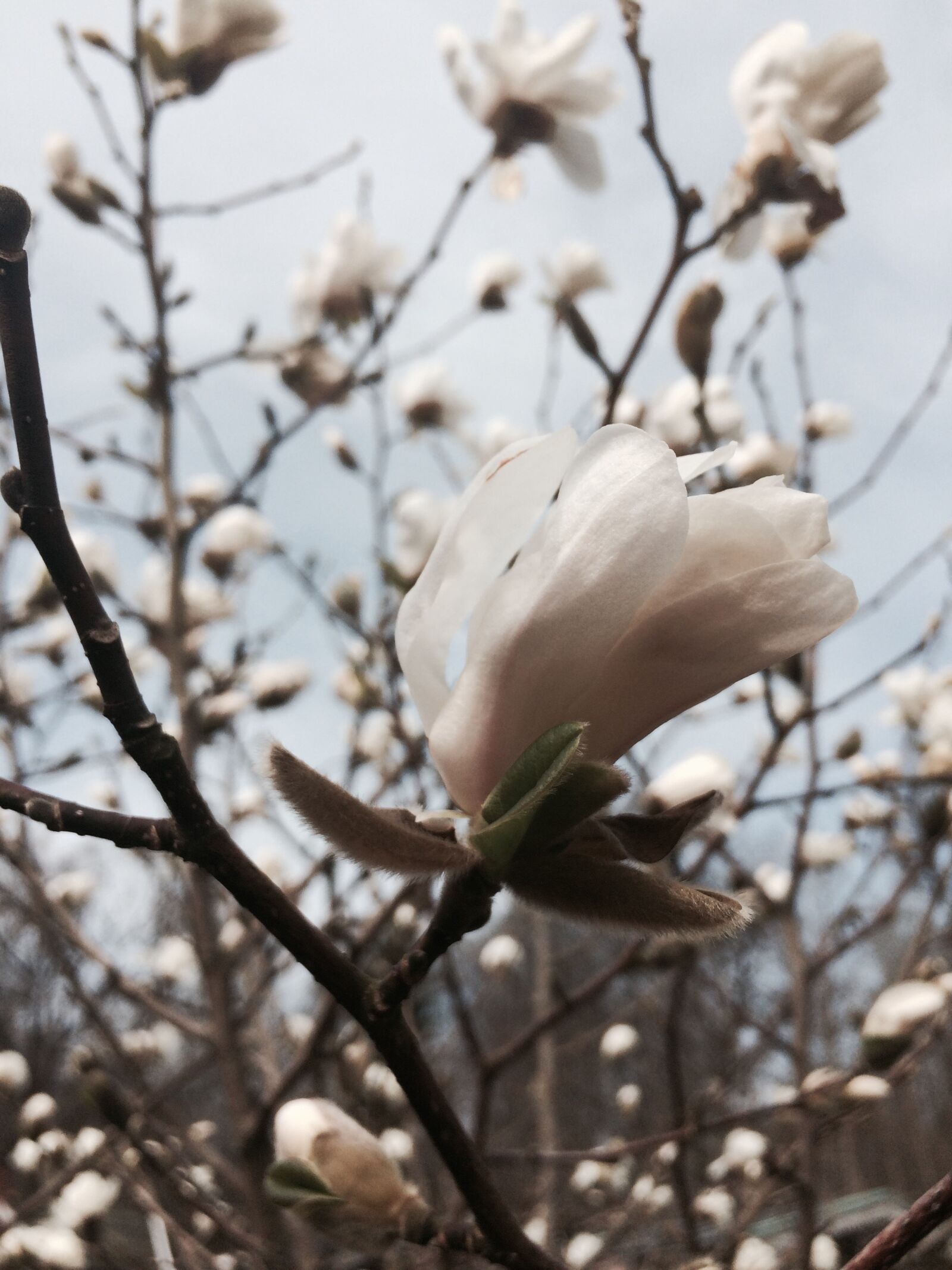 iPhone 5s back camera 4.15mm f/2.2 sample photo. Magnolia, white, spring photography