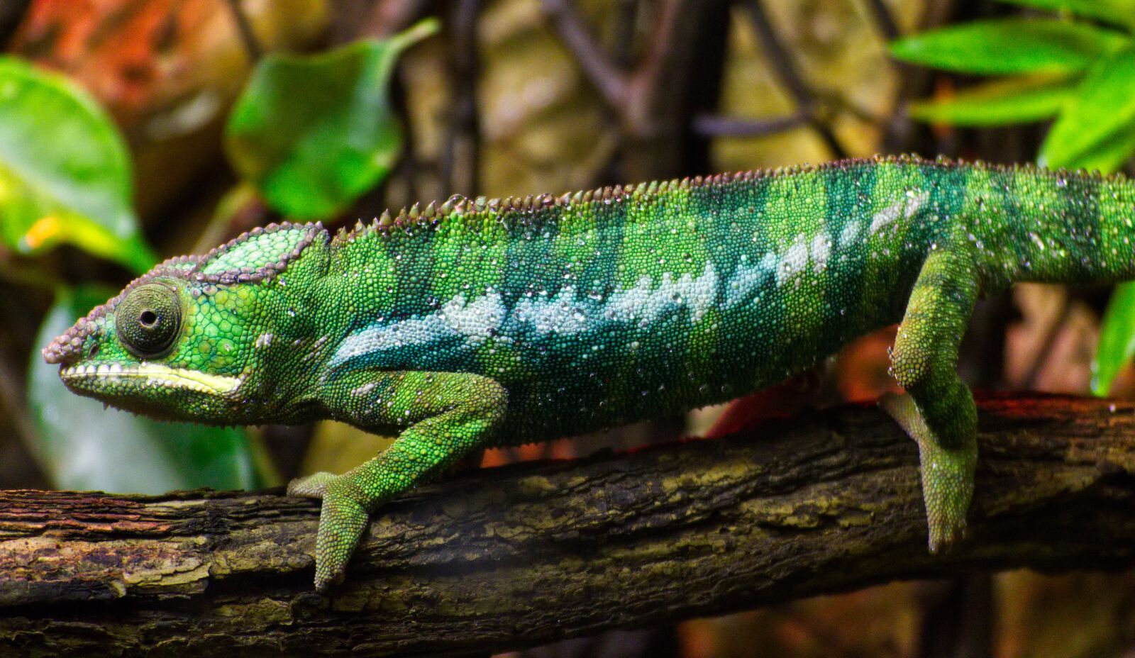 Canon EOS 1300D (EOS Rebel T6 / EOS Kiss X80) sample photo. Chameleon, animal, lizard photography