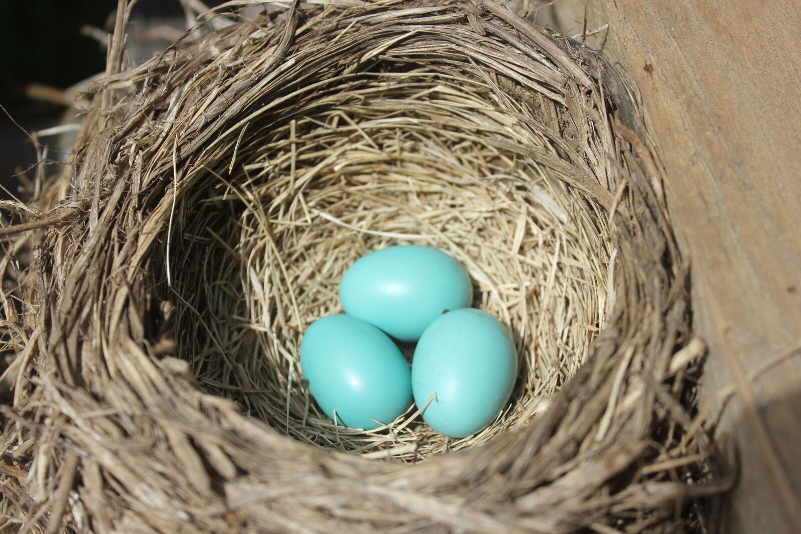 Canon EOS 550D (EOS Rebel T2i / EOS Kiss X4) sample photo. Robin, bird's nest, nest photography