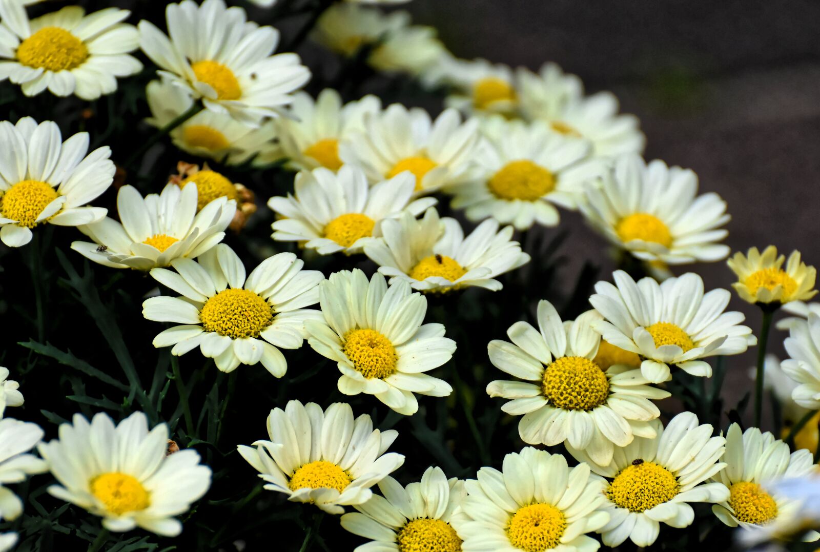 Nikon D7200 sample photo. Daisies, yellow, flower photography