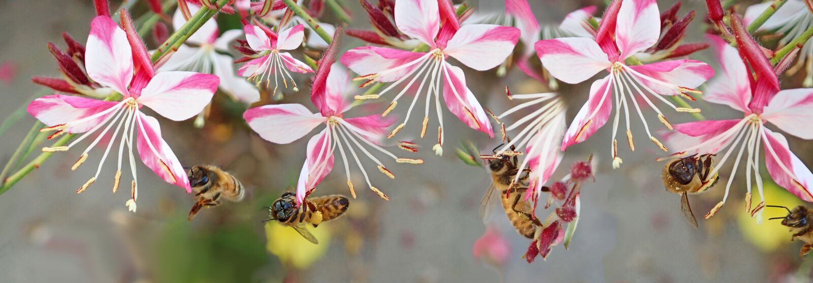 Olympus TG-5 sample photo. Bees, insects, flowers photography
