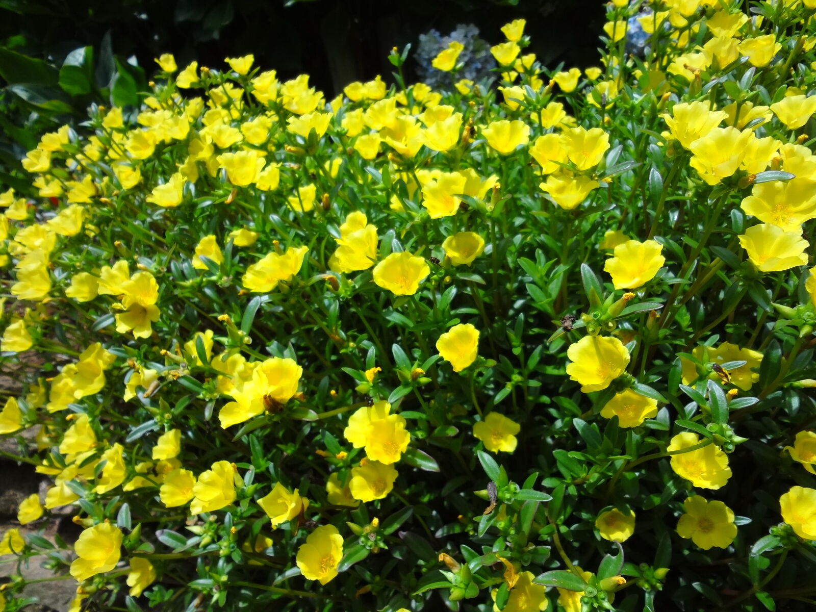 Sony DSC-WX10 sample photo. Yellow, flowers photography