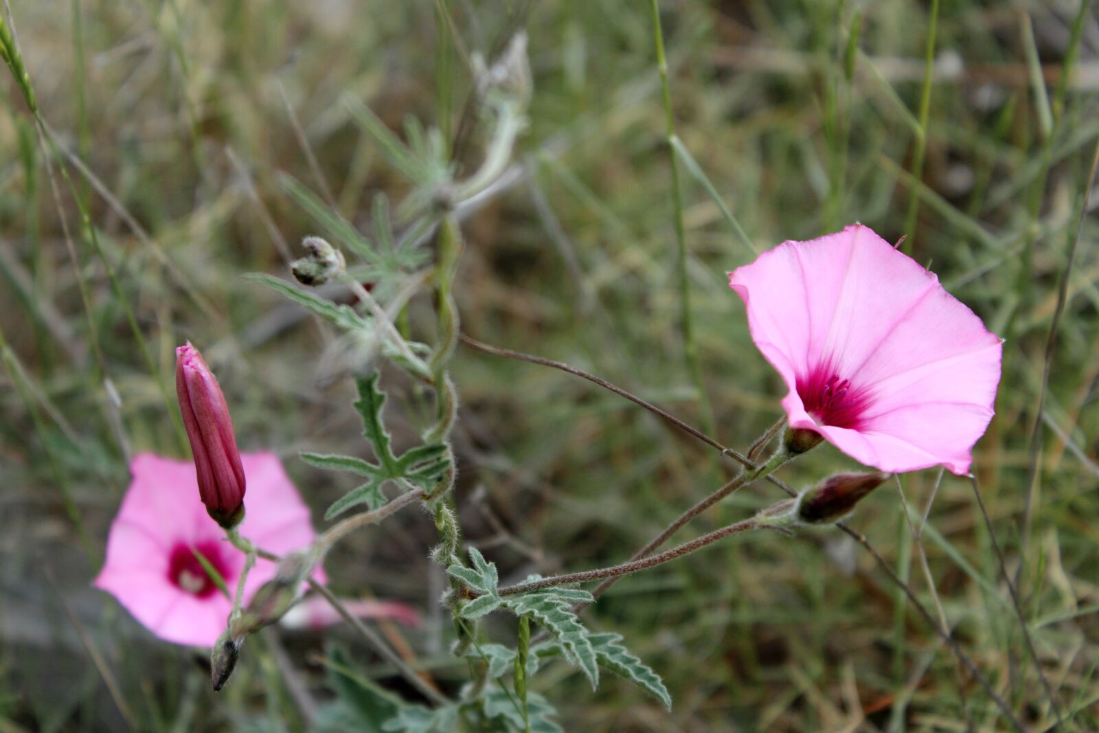 Canon EOS 1200D (EOS Rebel T5 / EOS Kiss X70 / EOS Hi) sample photo. Flowers, floral, purple photography