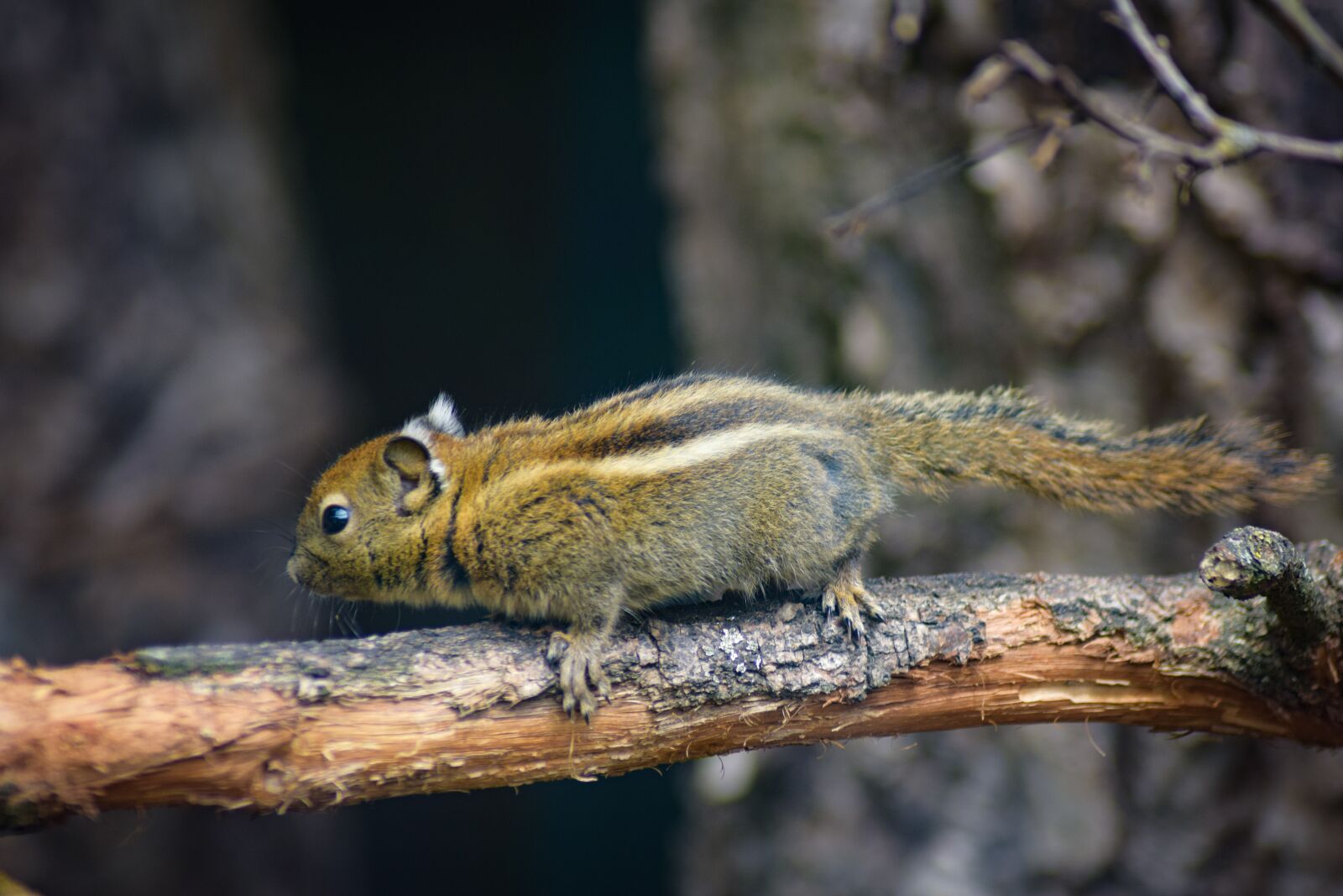 Nikon D5300 sample photo. Chipmunk, runs, forest photography