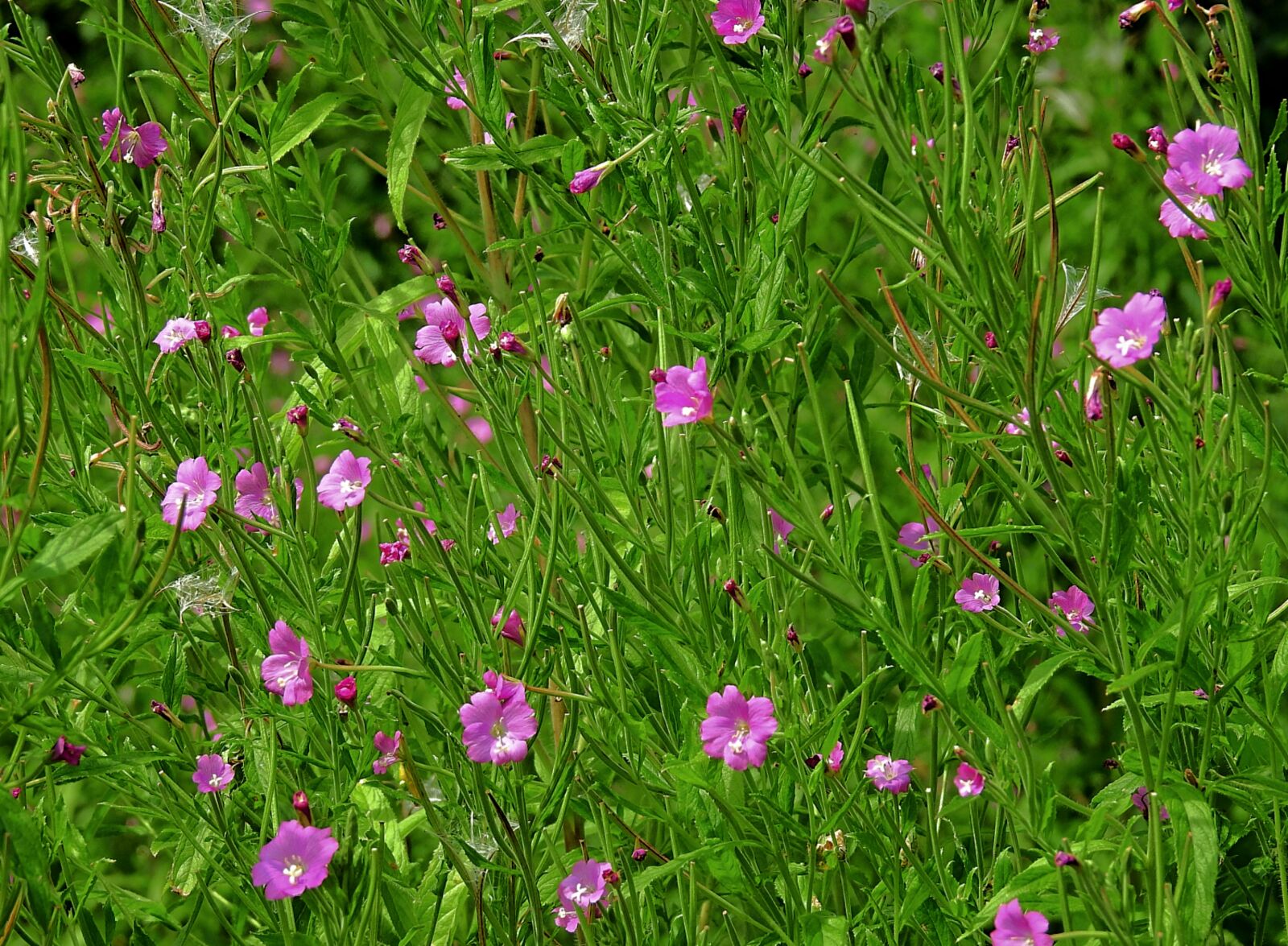 Nikon Coolpix P900 sample photo. Meadow, flowers, colored photography
