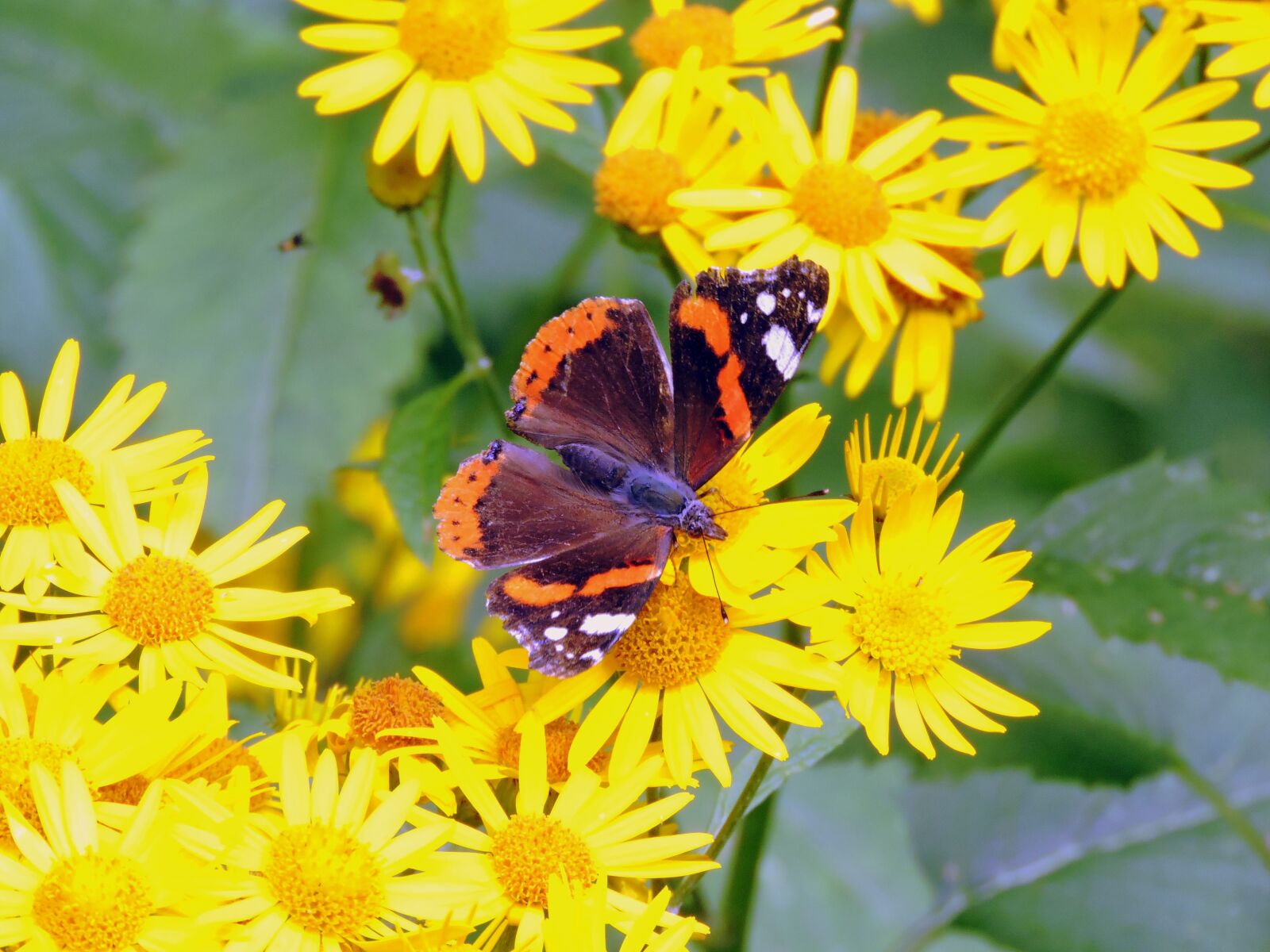 Nikon Coolpix P600 sample photo. Butterfly, flowers, butterfly on photography