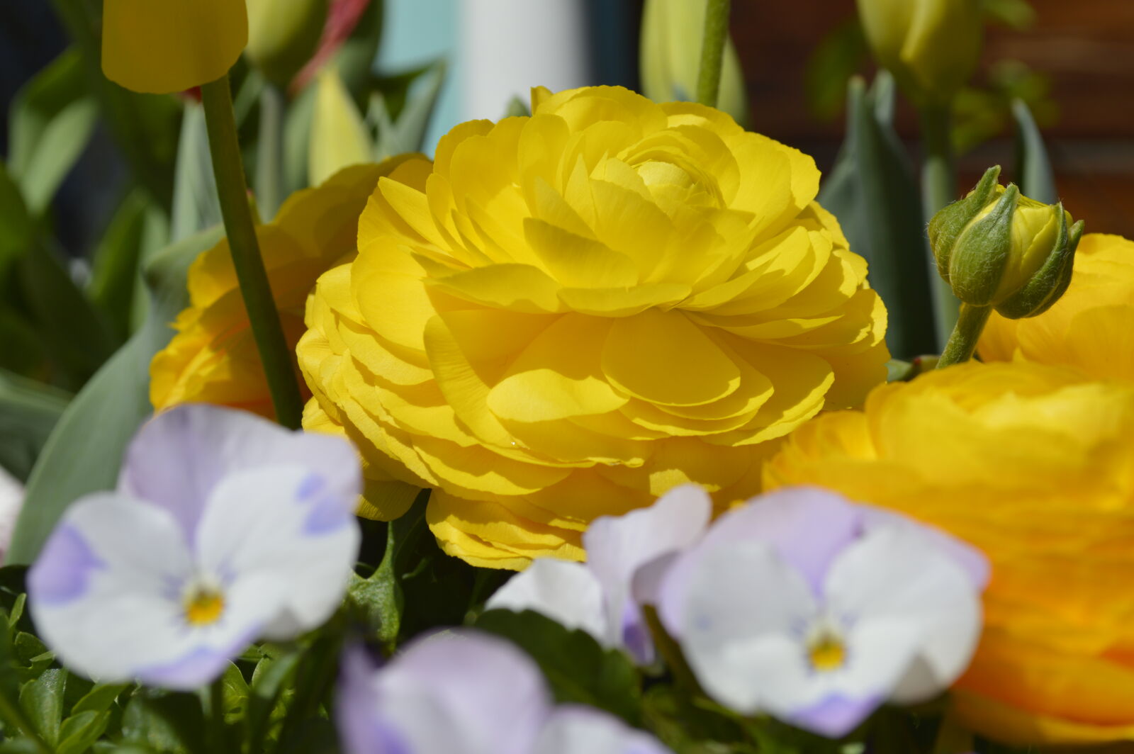 Nikon D3200 sample photo. Flower, spring, sunny, yellow photography