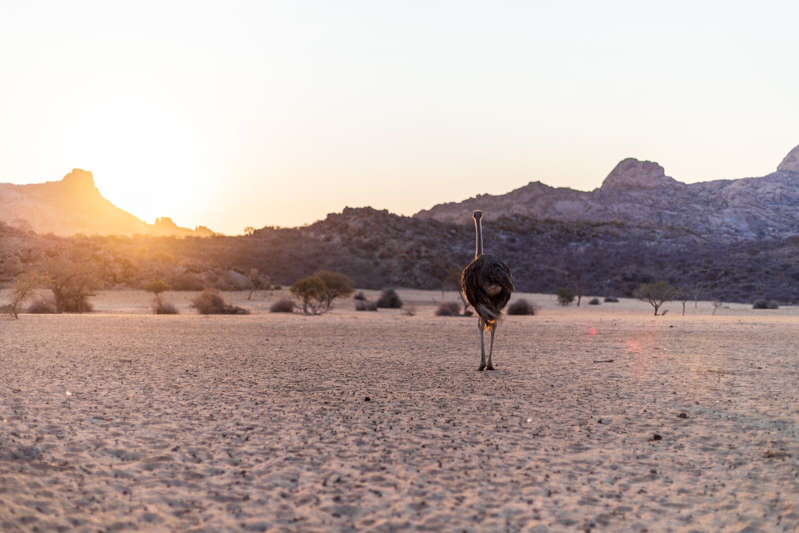 Canon EF 50mm F1.8 STM sample photo. Strauss, bird bouquet, sunset photography