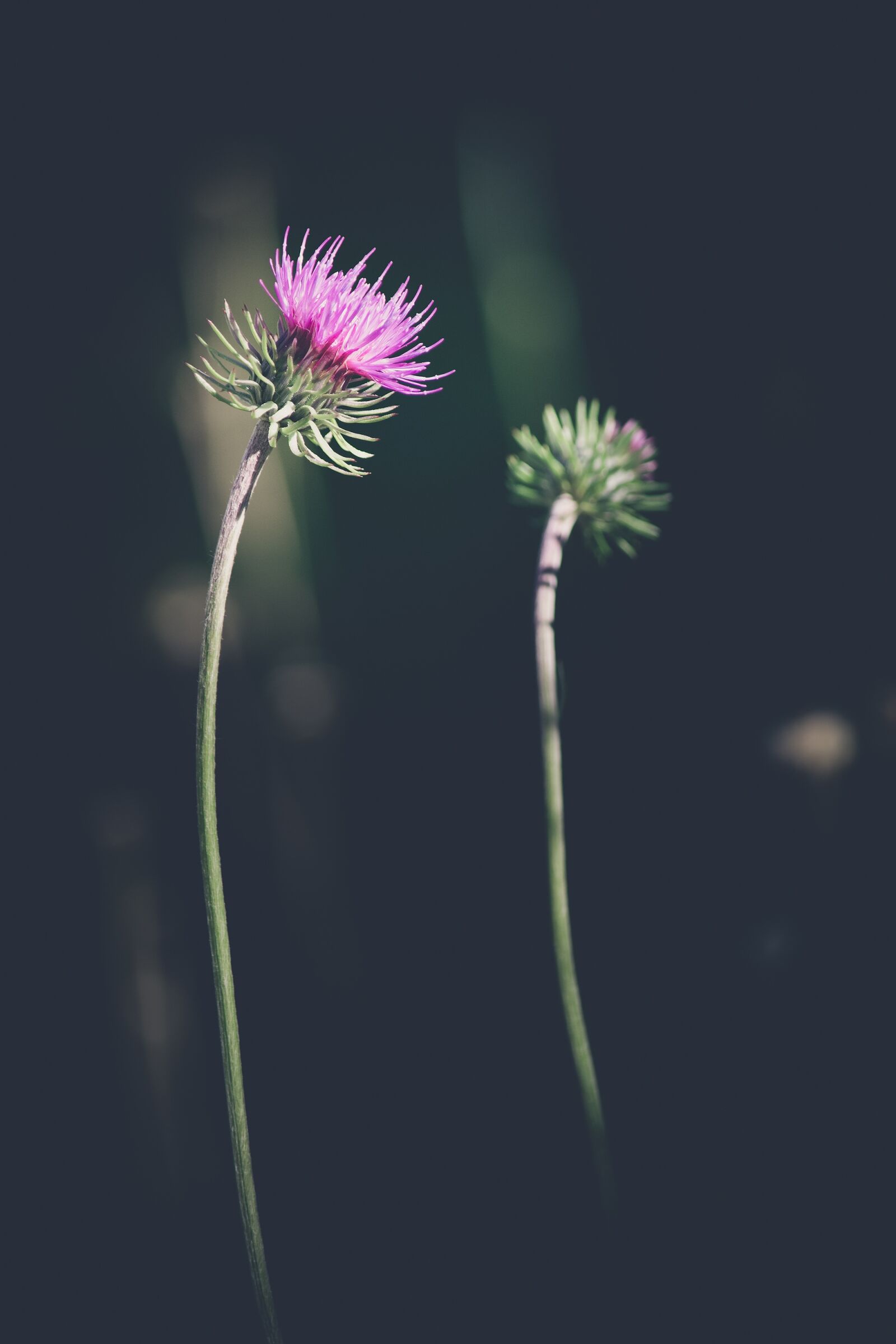 Nikon D7100 sample photo. Flower, blossom, bloom photography