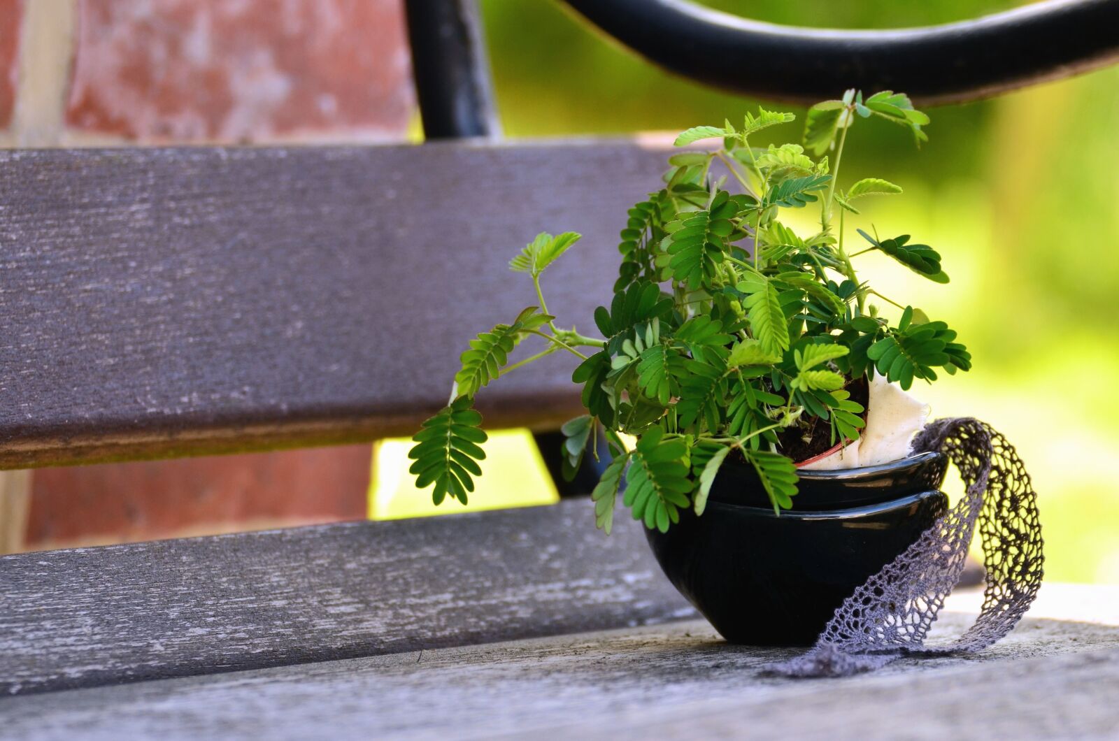 Nikon D5100 sample photo. Bench, metal, plank, plant photography
