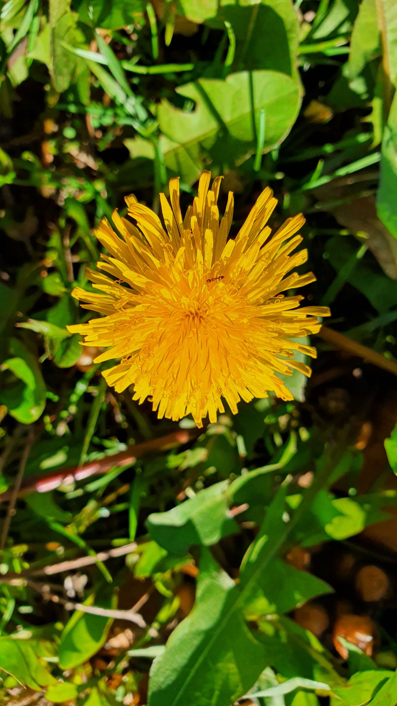 Samsung Galaxy S10+ sample photo. Flower, sunflower, garden photography