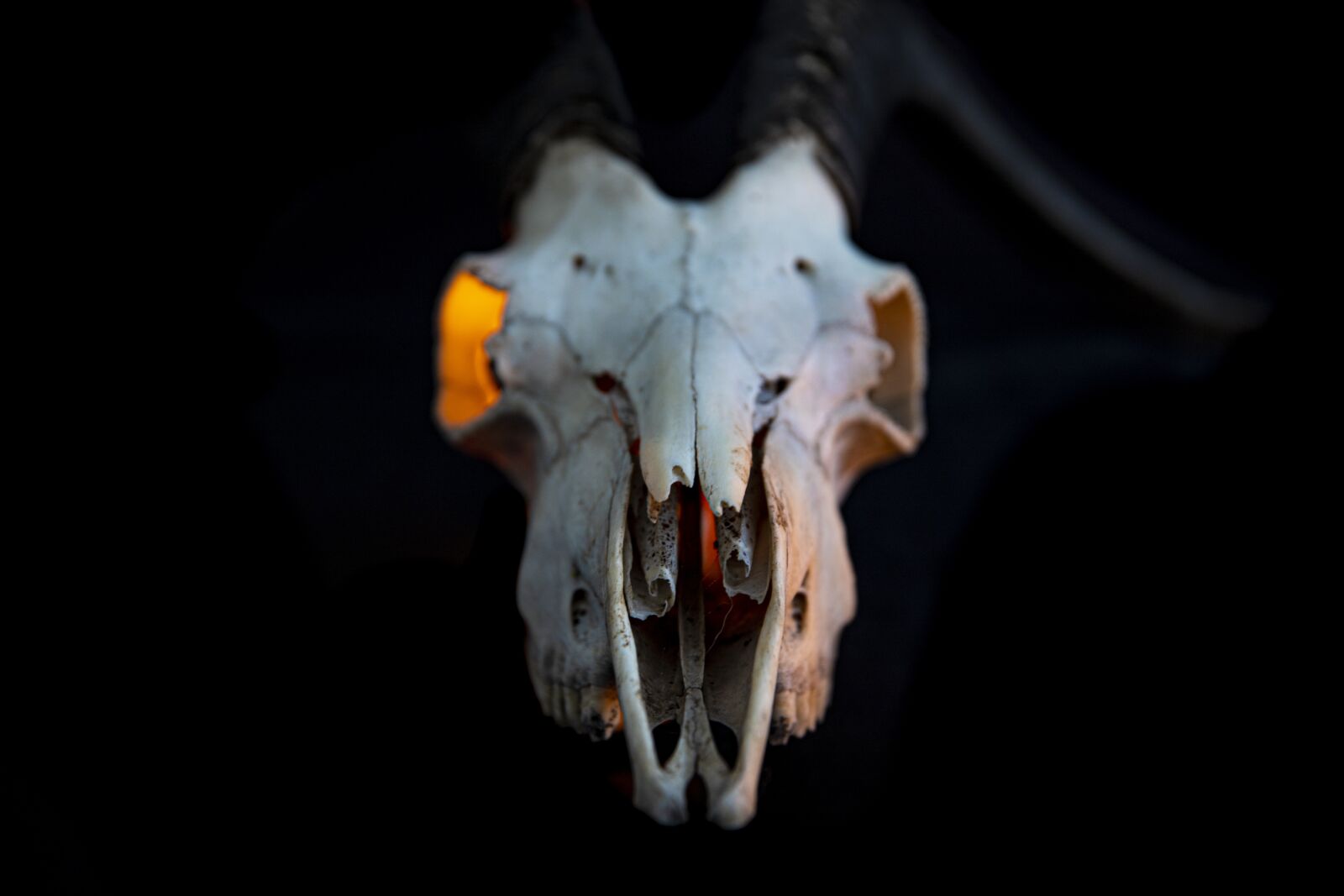 Canon 24-70mm F2.8 DG OS HSM | Art 017 sample photo. Skull, death, skeleton photography