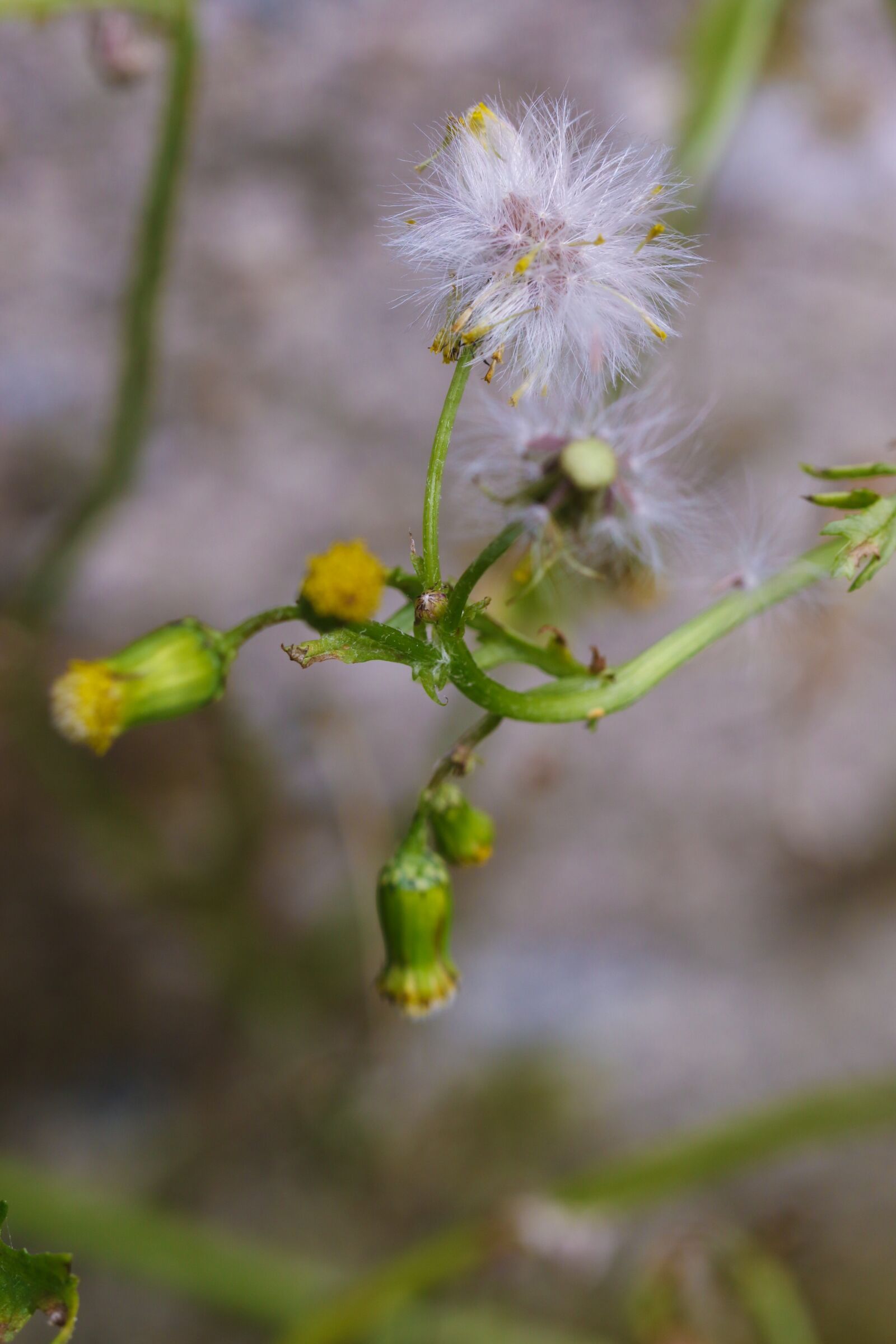 Canon EOS 7D Mark II sample photo. Flower, wild flower, autumn photography