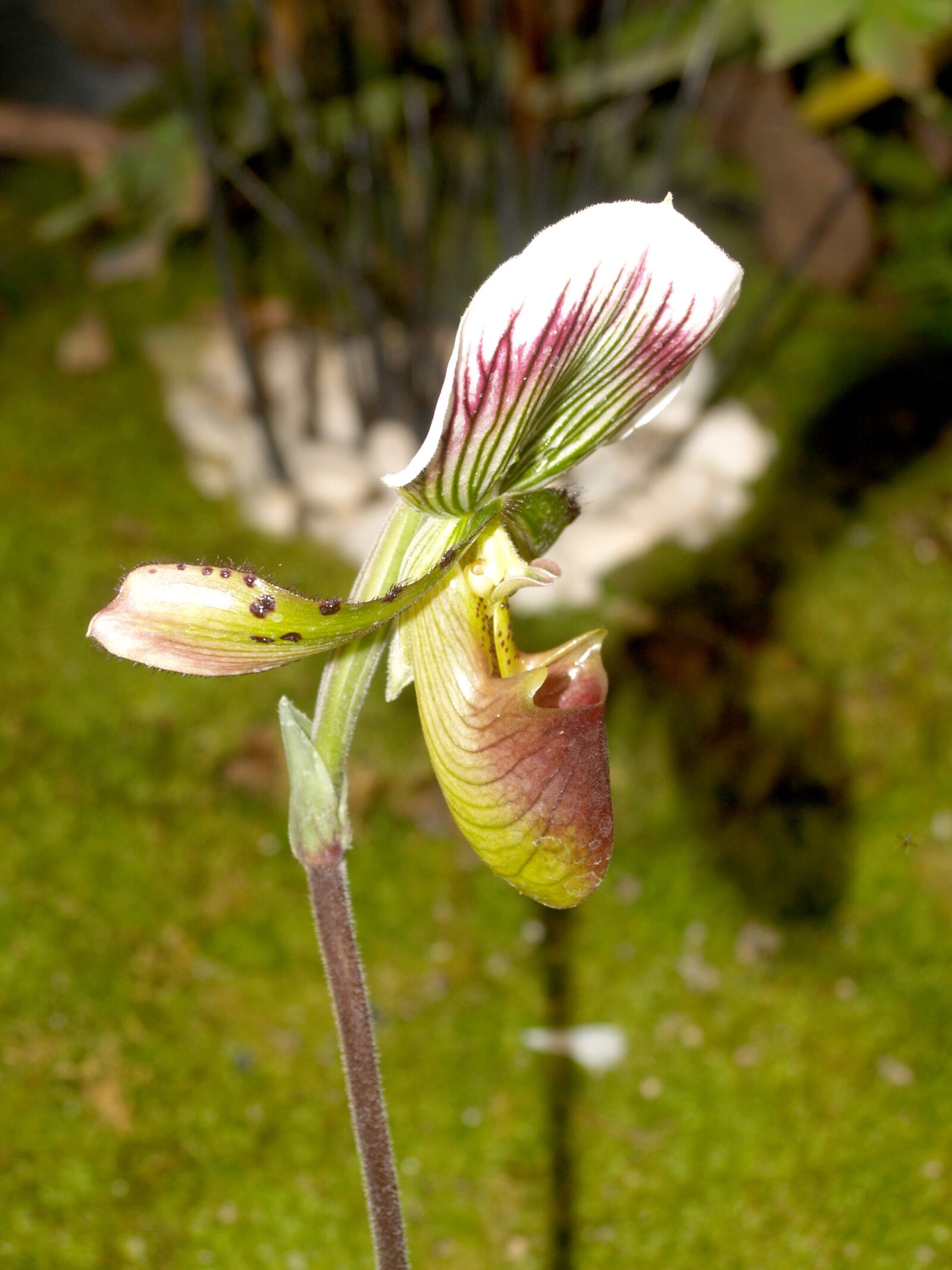 Olympus E-300 (EVOLT E-300) sample photo. Orchid, flower, bright photography