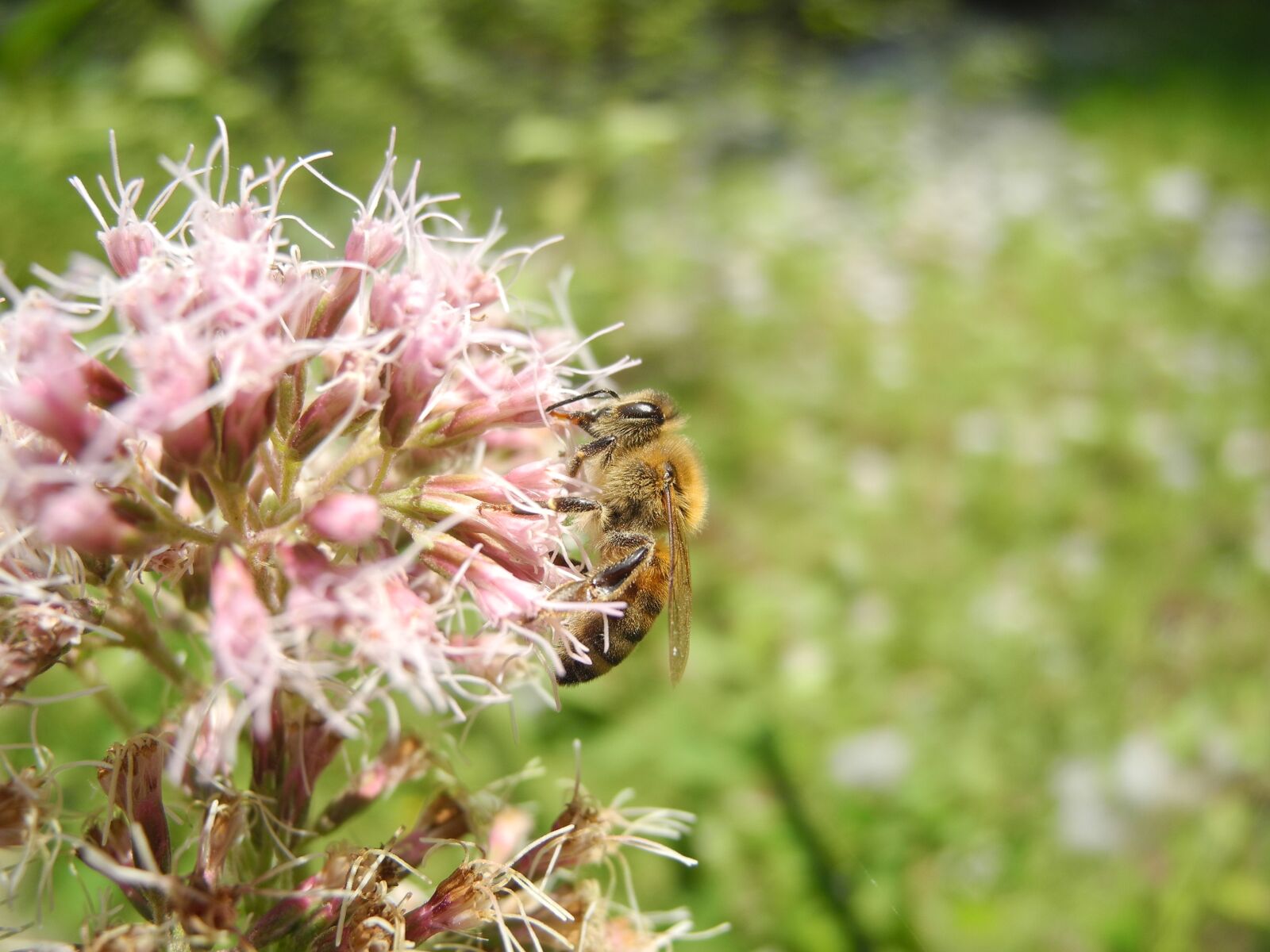 Nikon Coolpix P7000 sample photo. Bee, animal, forage photography