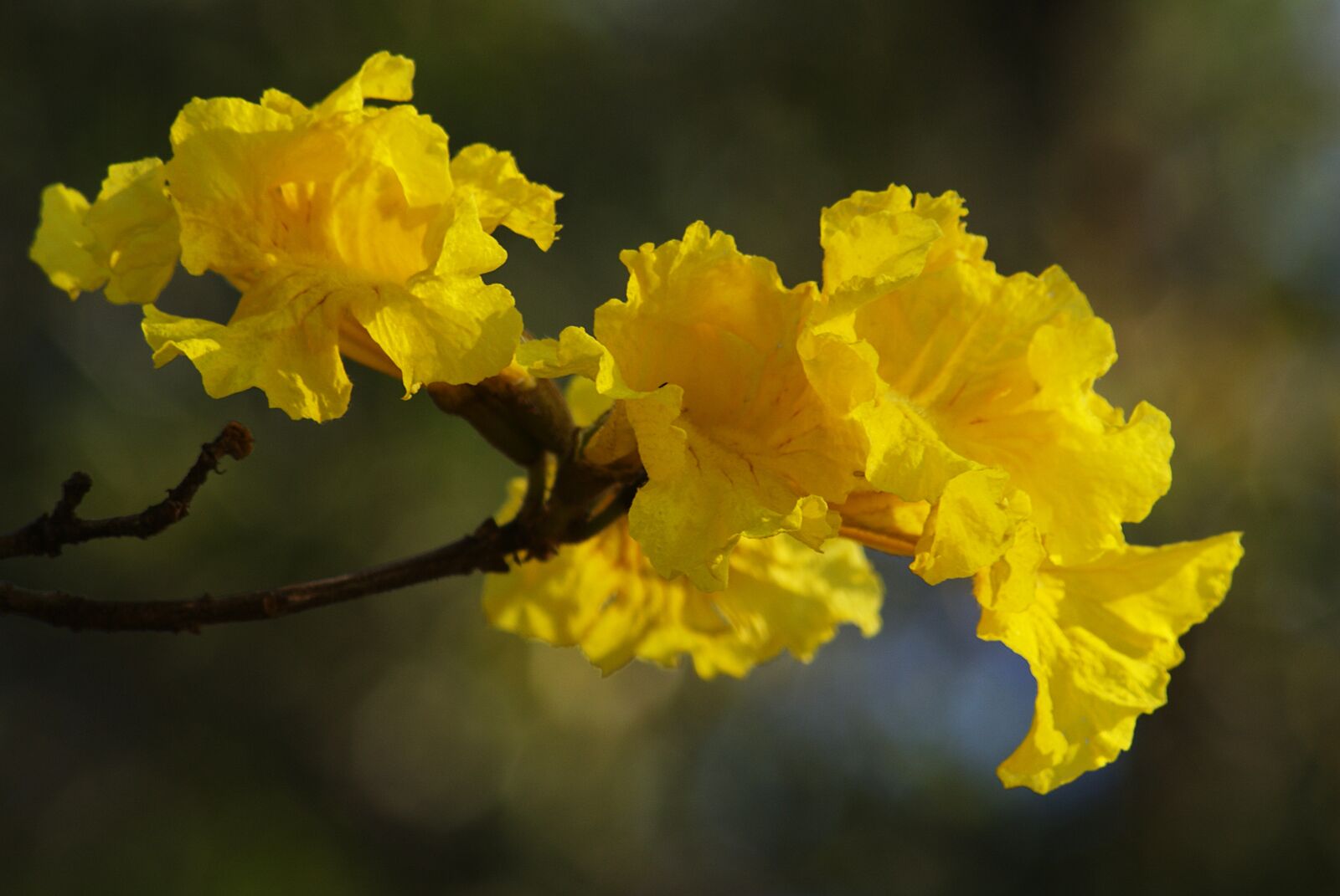 Sony Alpha DSLR-A300 sample photo. Blood-red-yellow, flowers, branch photography