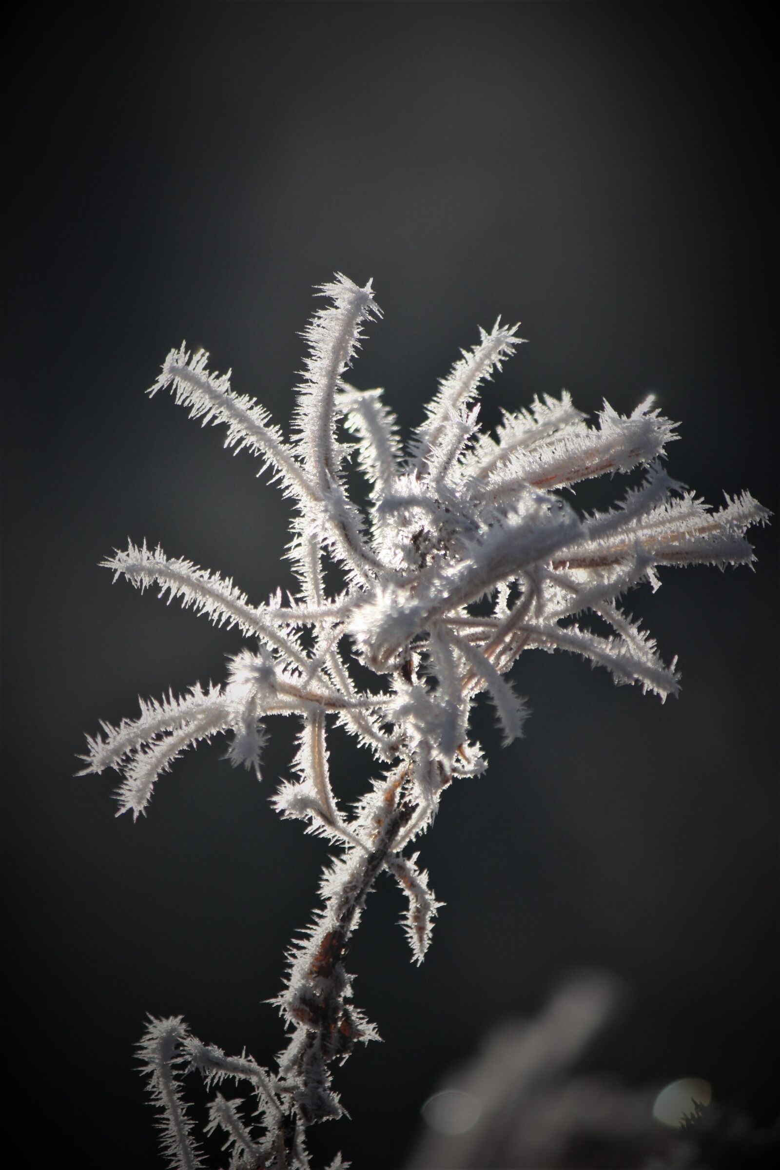 Canon EOS 450D (EOS Rebel XSi / EOS Kiss X2) sample photo. Plant, jelly, frost photography