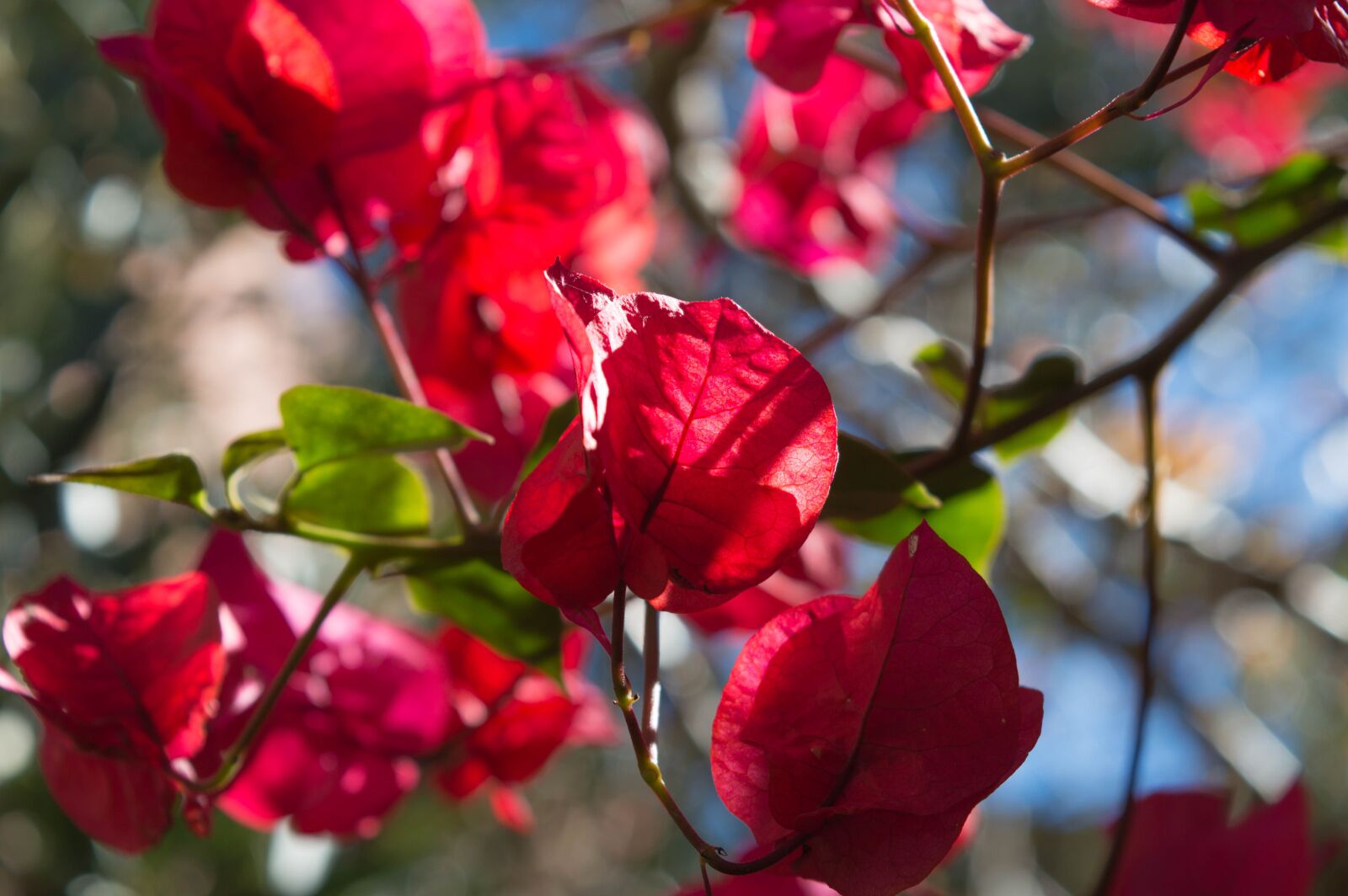 Nikon D3200 sample photo. Green, flower, nature photography
