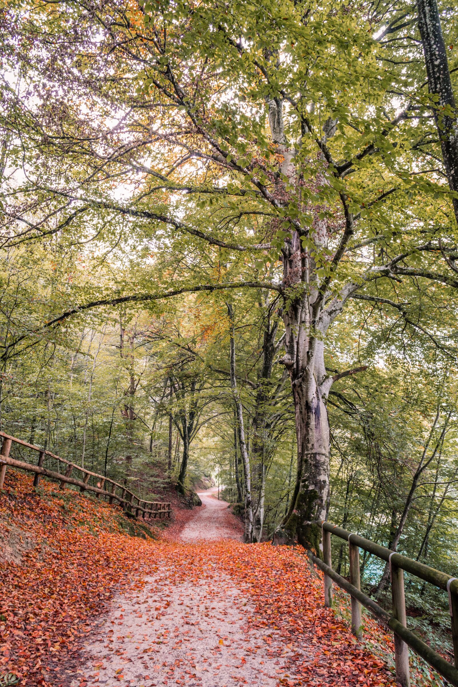 Nikon D3100 sample photo. Autumn, leaves, trail photography