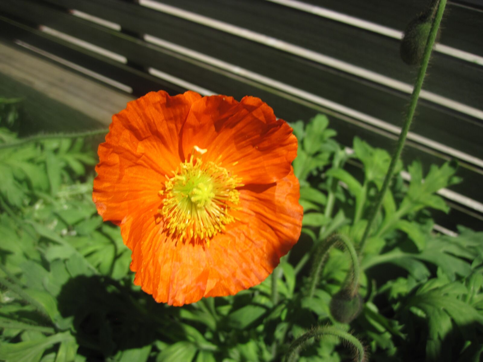 Canon PowerShot D10 sample photo. Poppy, orange, flower photography