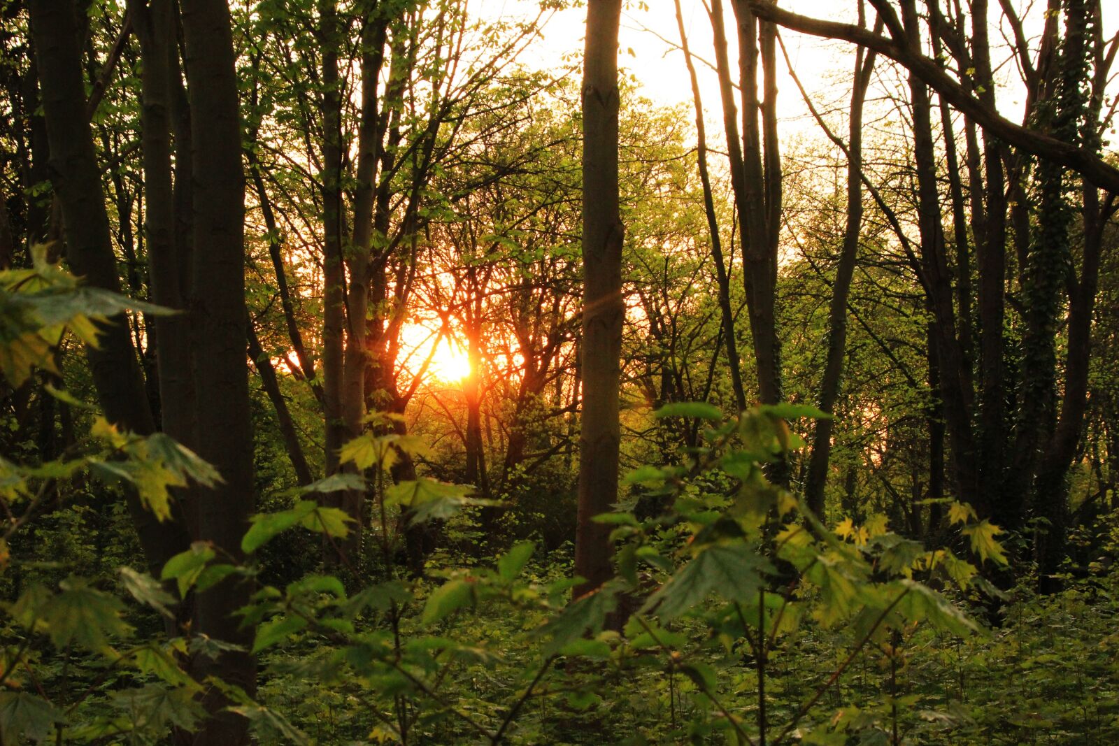 Canon EOS 600D (Rebel EOS T3i / EOS Kiss X5) sample photo. Sunset, trees, berlin photography