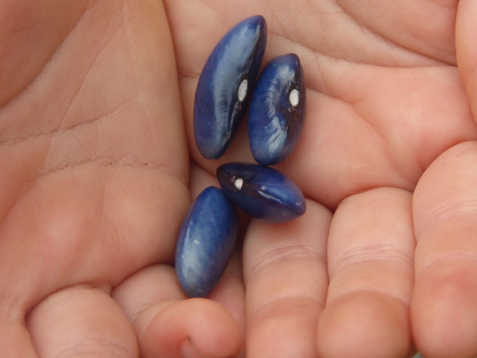Panasonic DMC-FZ62 sample photo. Jewish, seeds, hand photography