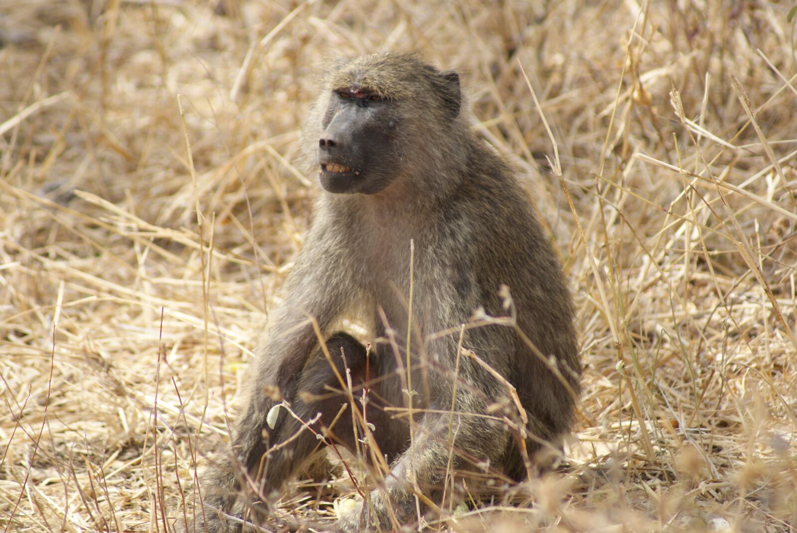 Sony Alpha DSLR-A230 sample photo. Baboon, africa, wildlife photography