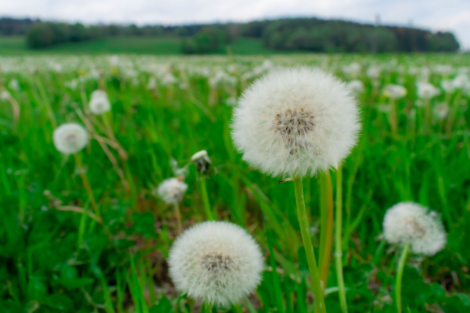 Nikon D5300 sample photo. Dandelion, meadow, spring photography