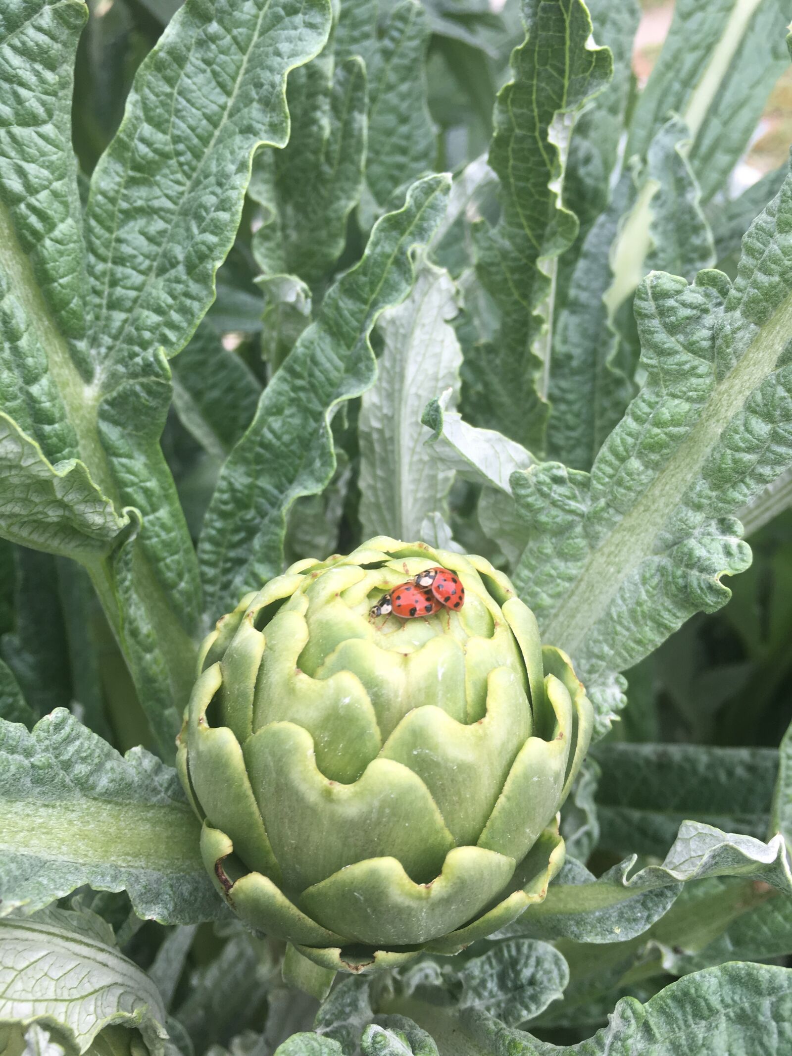Apple iPhone 6s sample photo. Artichoke, leaves, ladybug photography