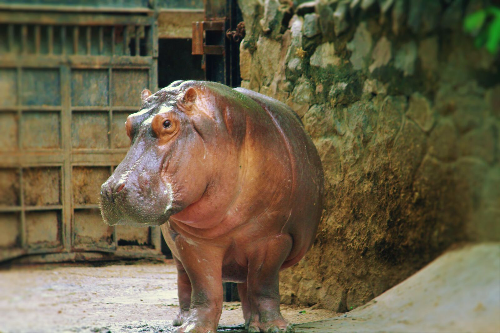 Canon EOS 1200D (EOS Rebel T5 / EOS Kiss X70 / EOS Hi) sample photo. Hippopotamus, animal, zoo photography