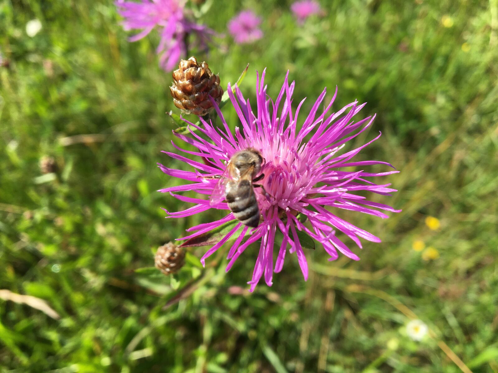 iPhone 6s back camera 4.15mm f/2.2 sample photo. Flower, purple, violet photography