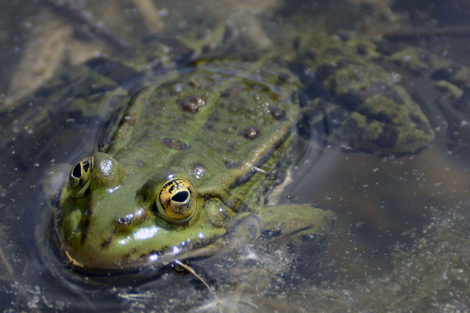 Nikon D7100 sample photo. Frog, pond, green photography