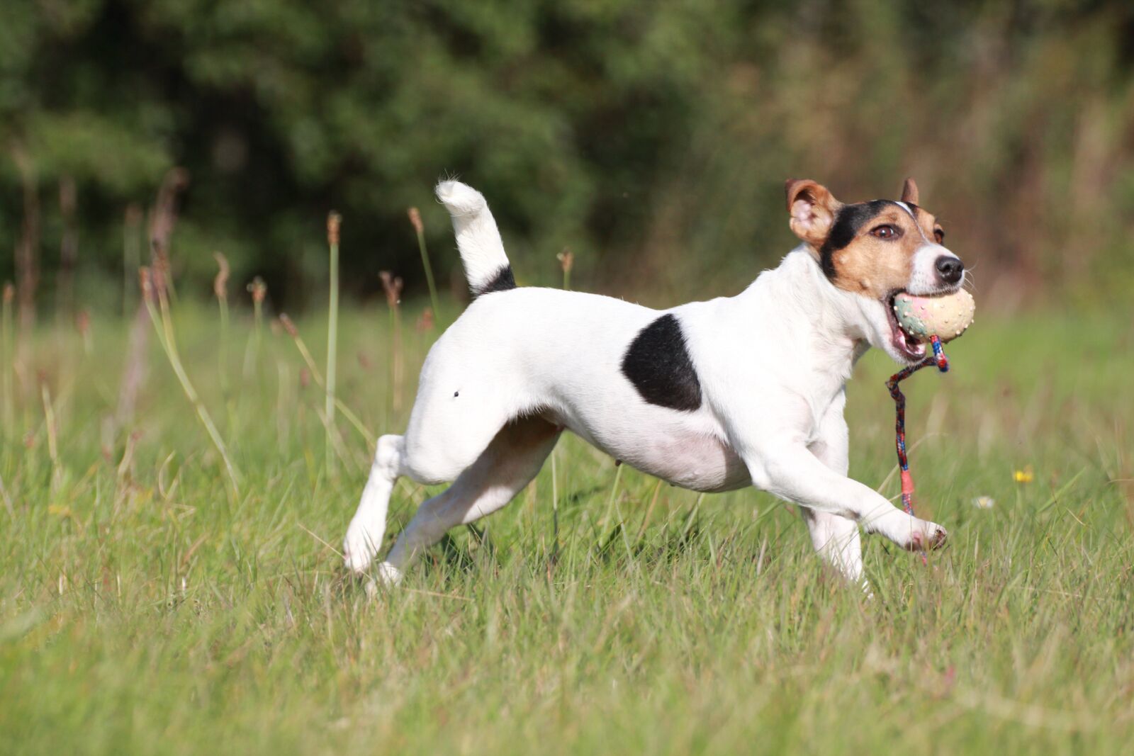 Canon EOS 600D (Rebel EOS T3i / EOS Kiss X5) sample photo. Terrier, dog, pet photography